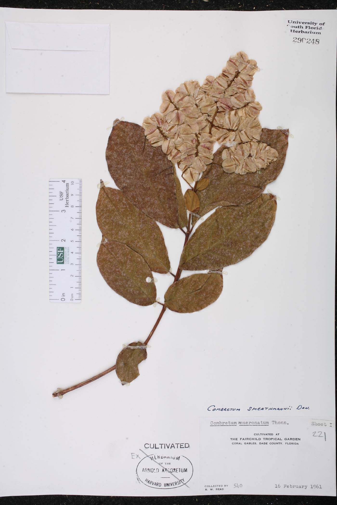 Combretum mucronatum image