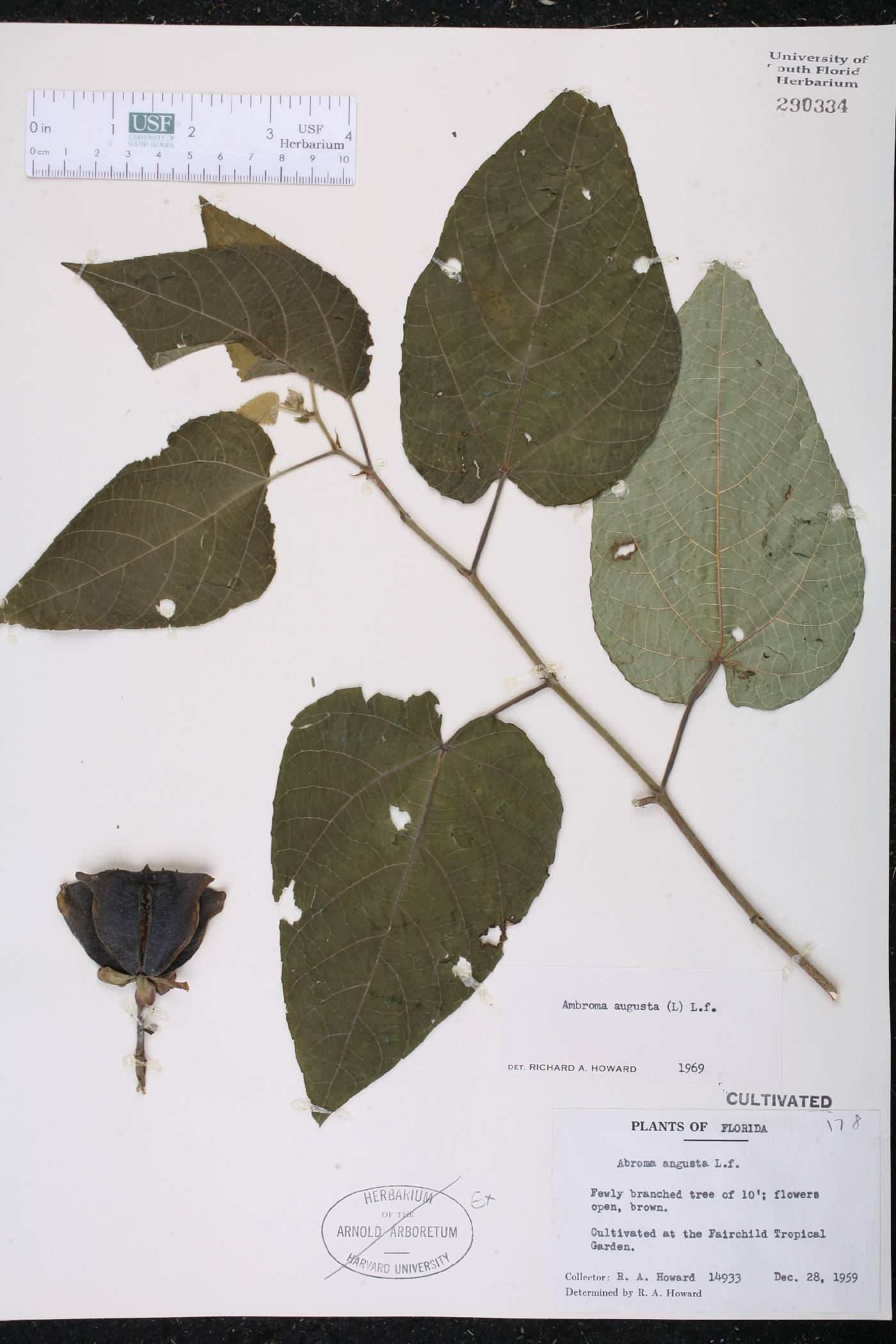 Abroma image