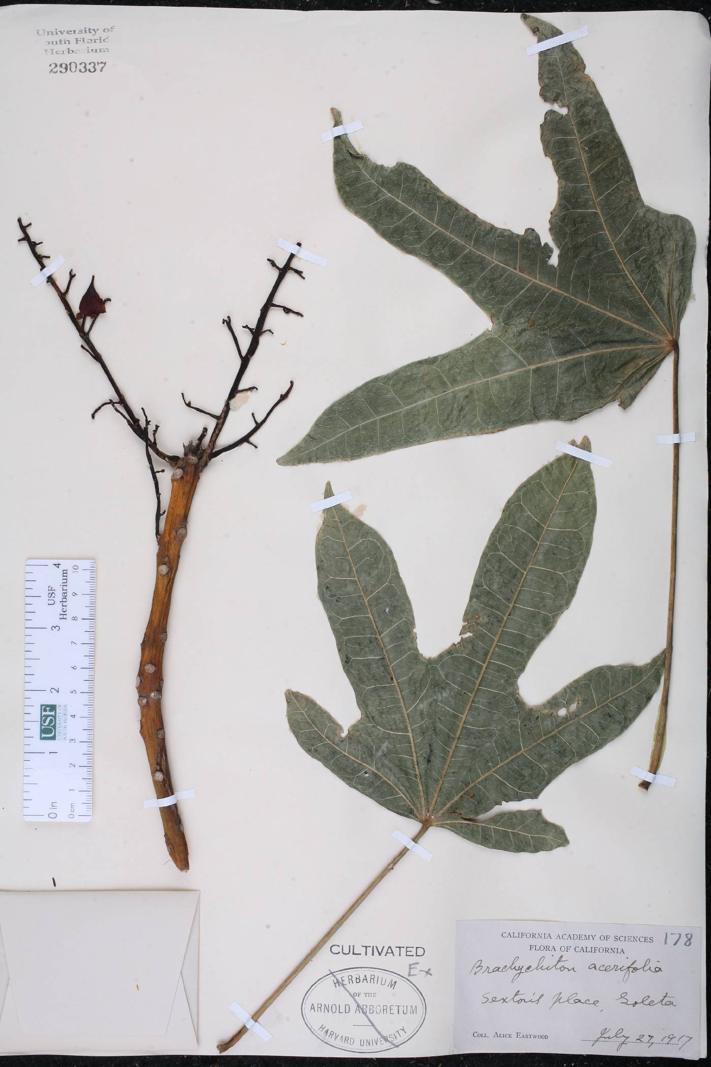 Brachychiton acerifolius image