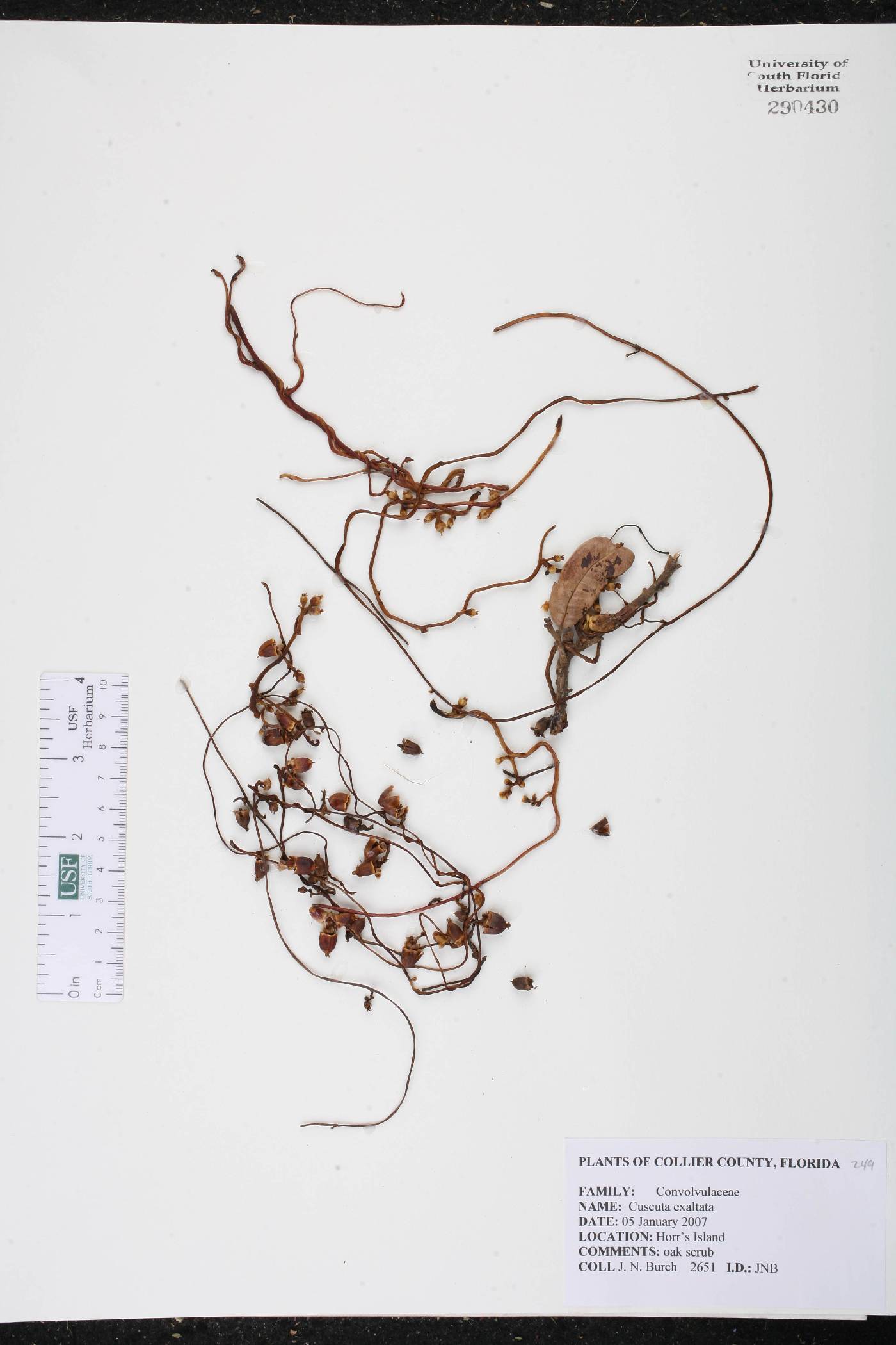 Cuscuta exaltata image