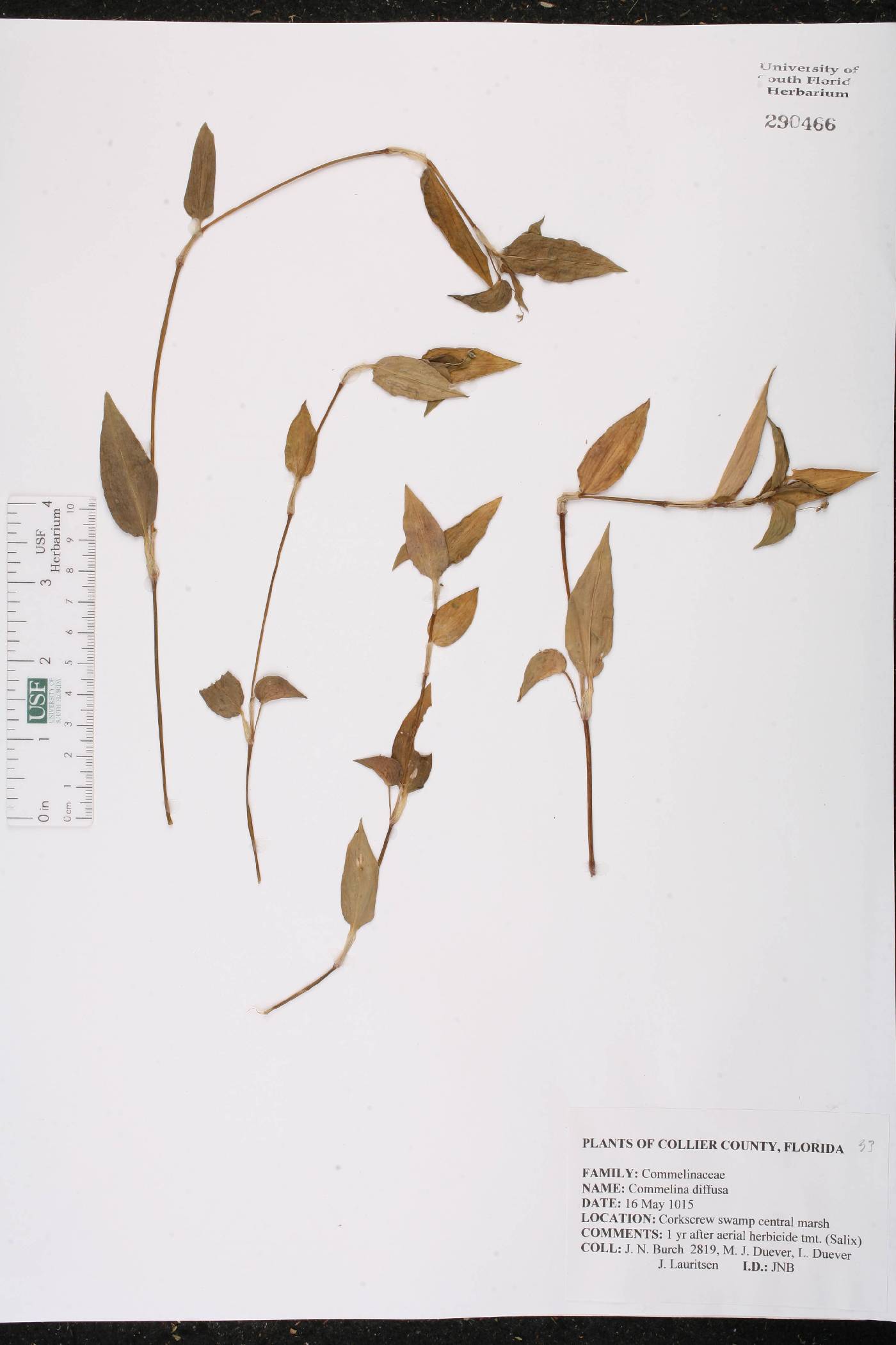 Commelina diffusa var. diffusa image