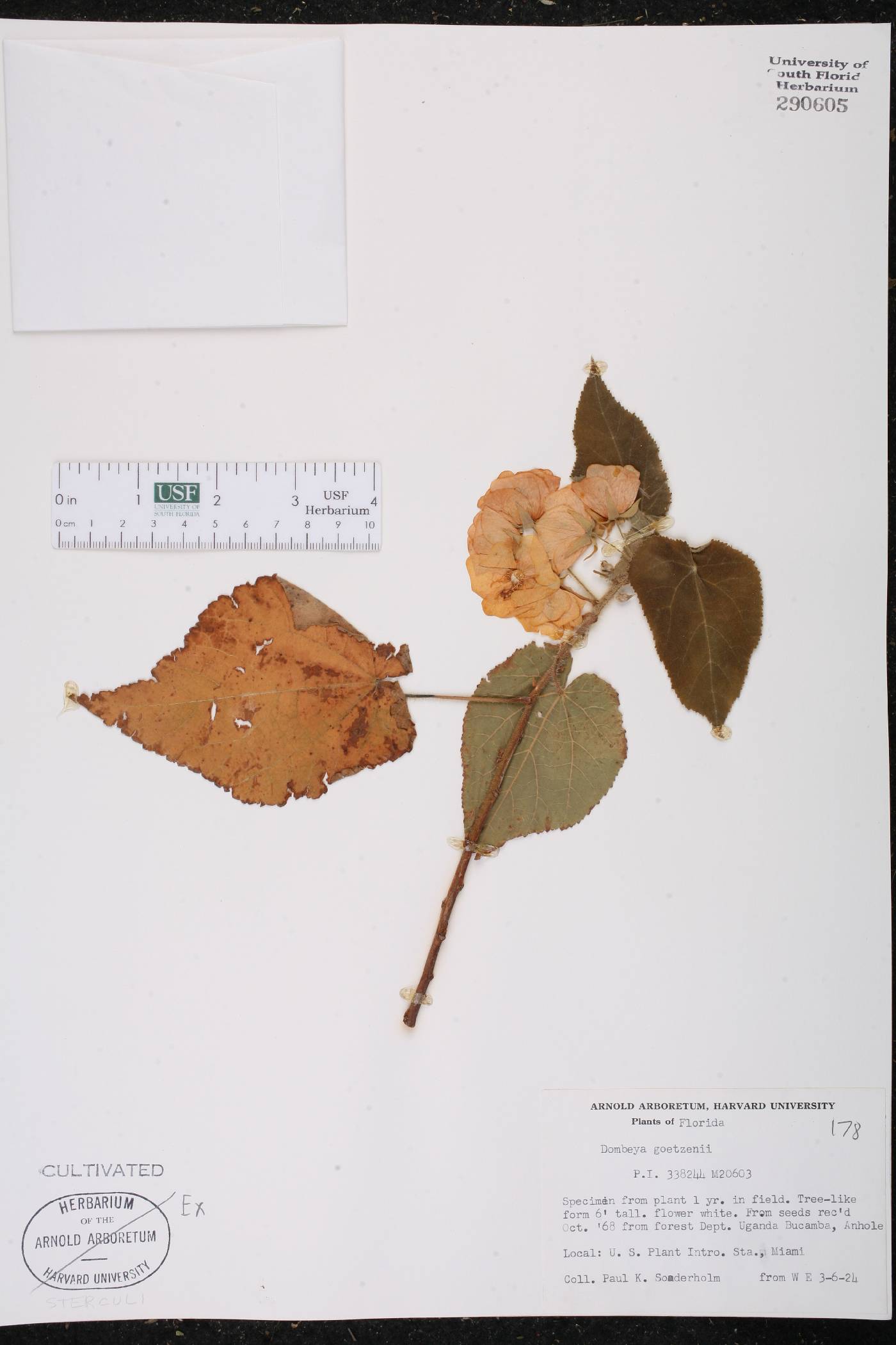 Dombeya torrida subsp. torrida image