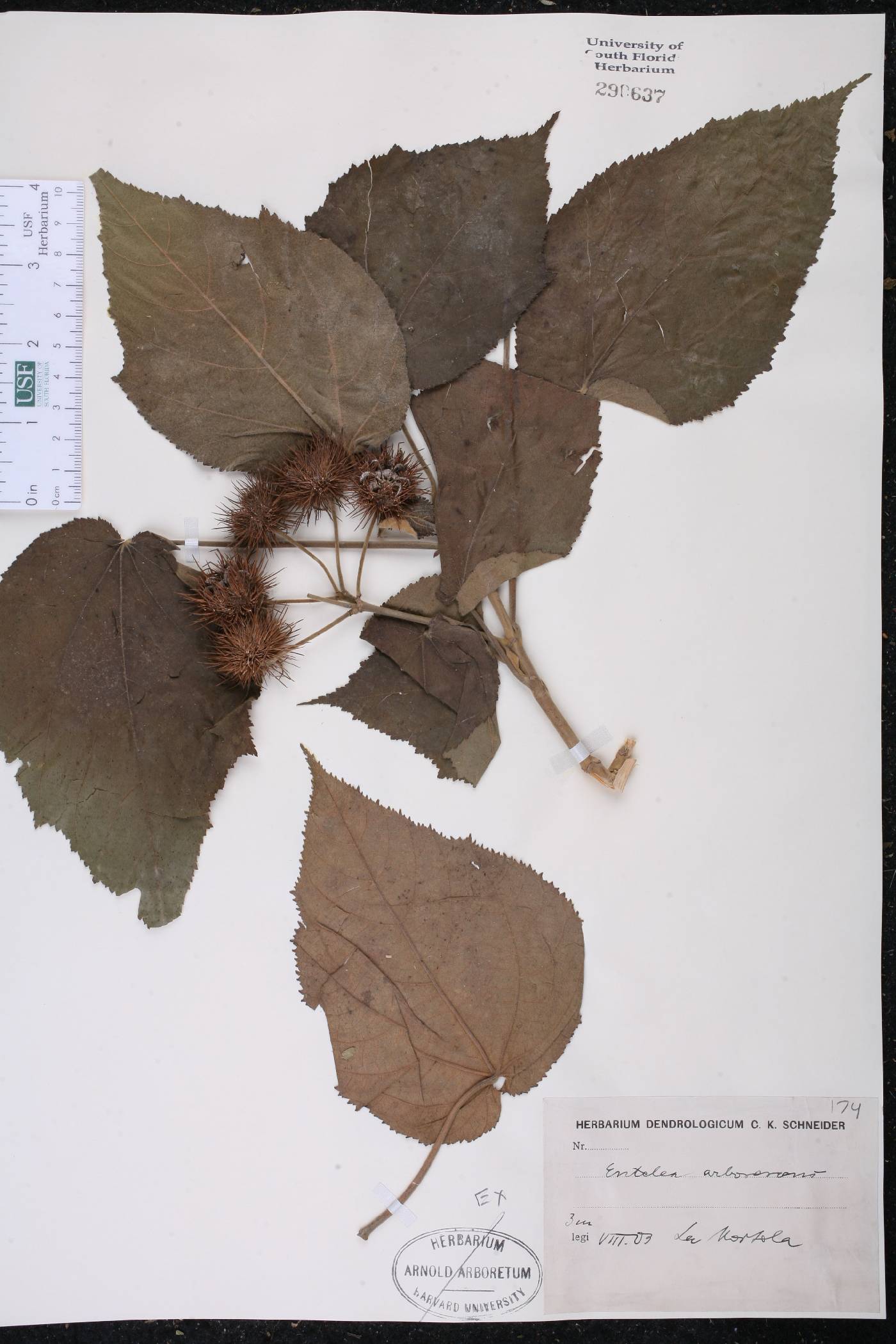 Entelea arborescens image