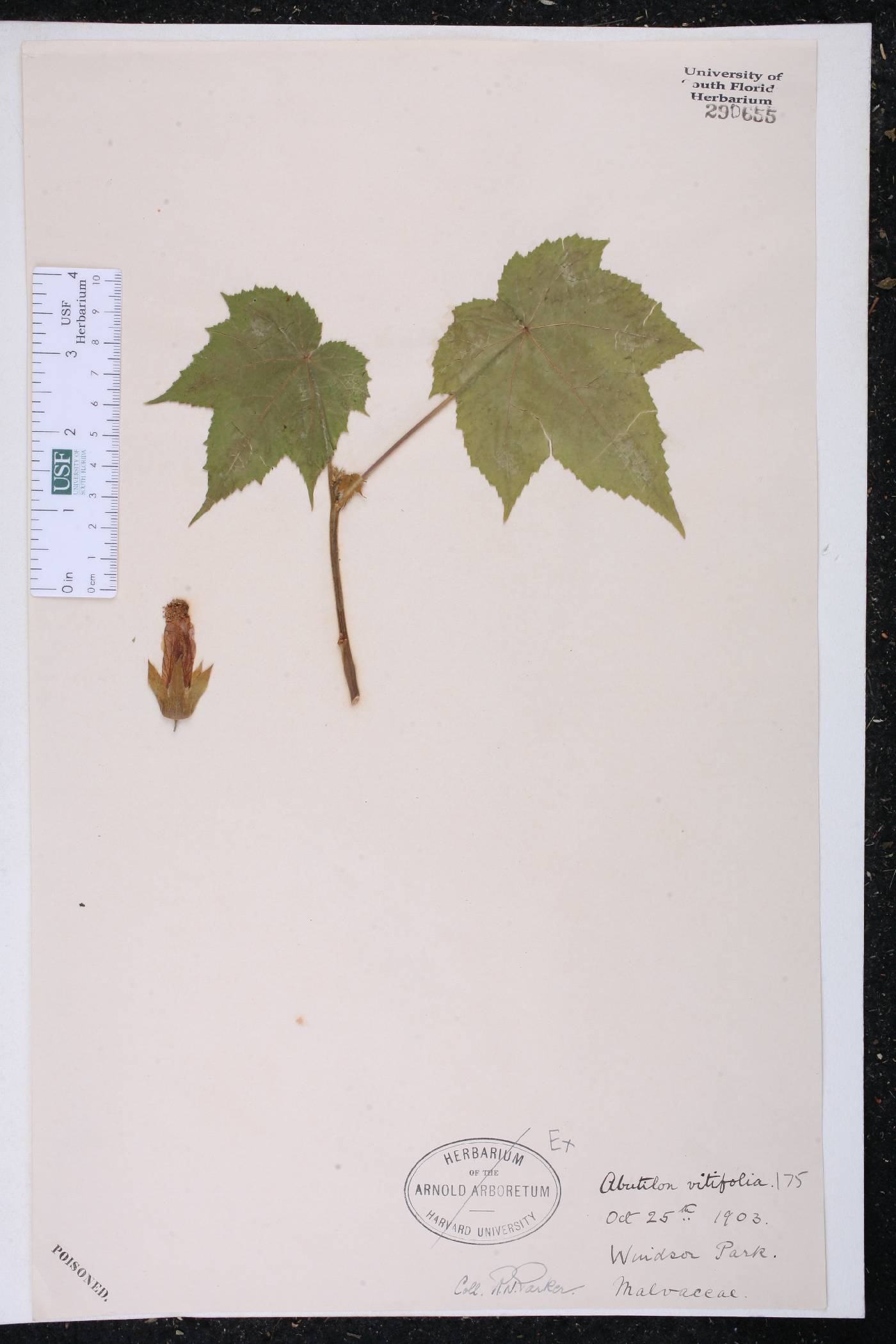 Corynabutilon vitifolium image