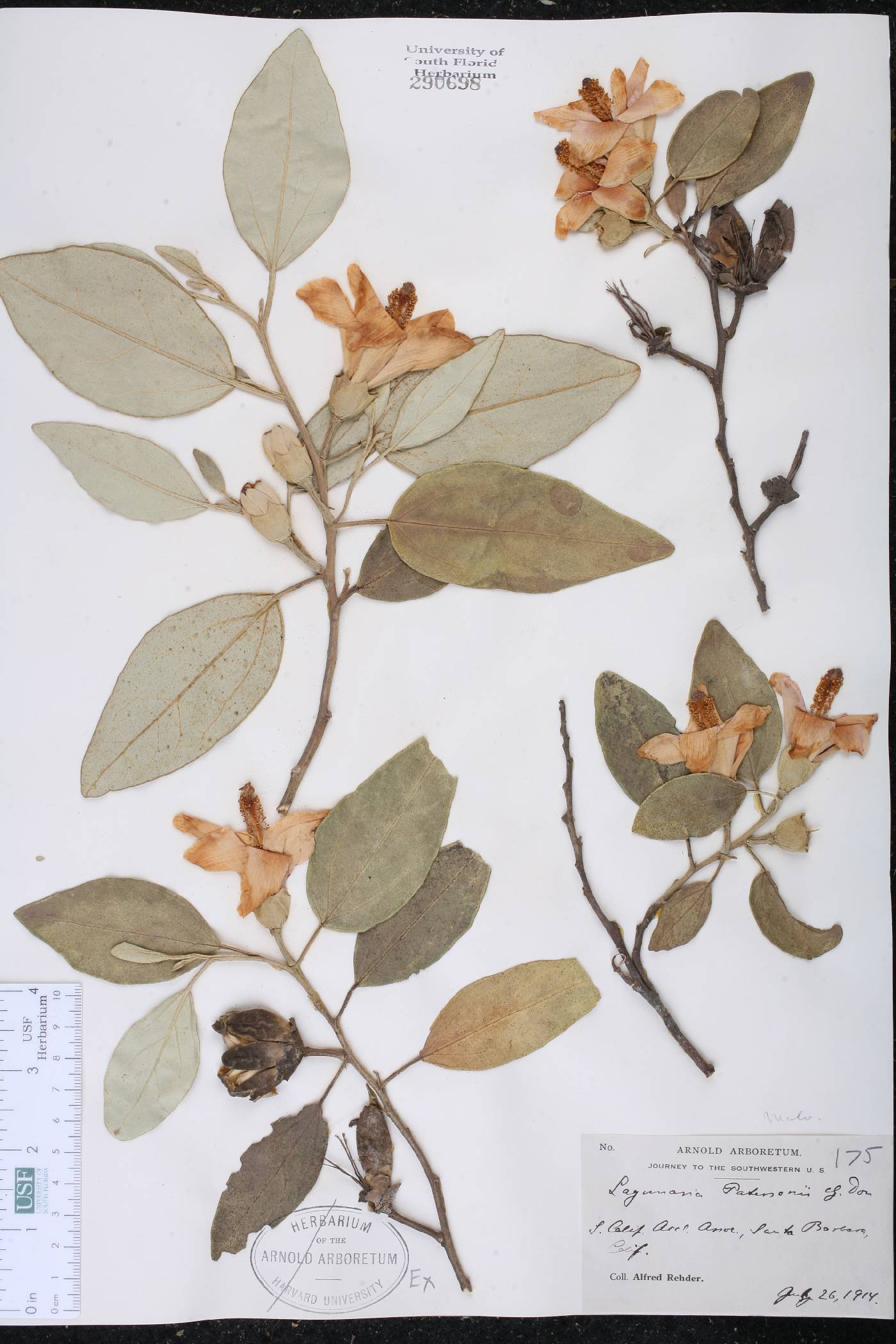 Lagunaria patersonia image