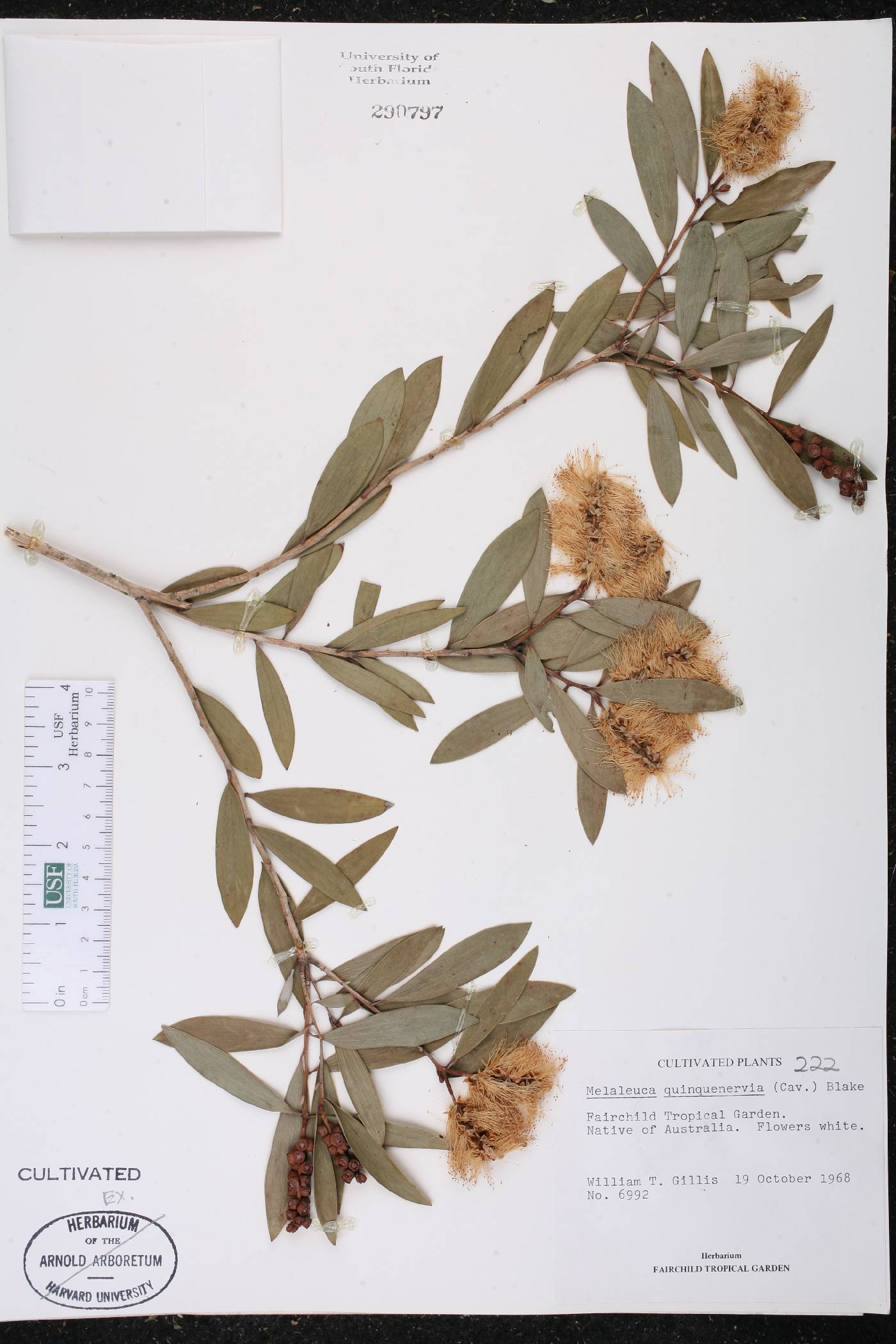 Melaleuca quinquenervia image