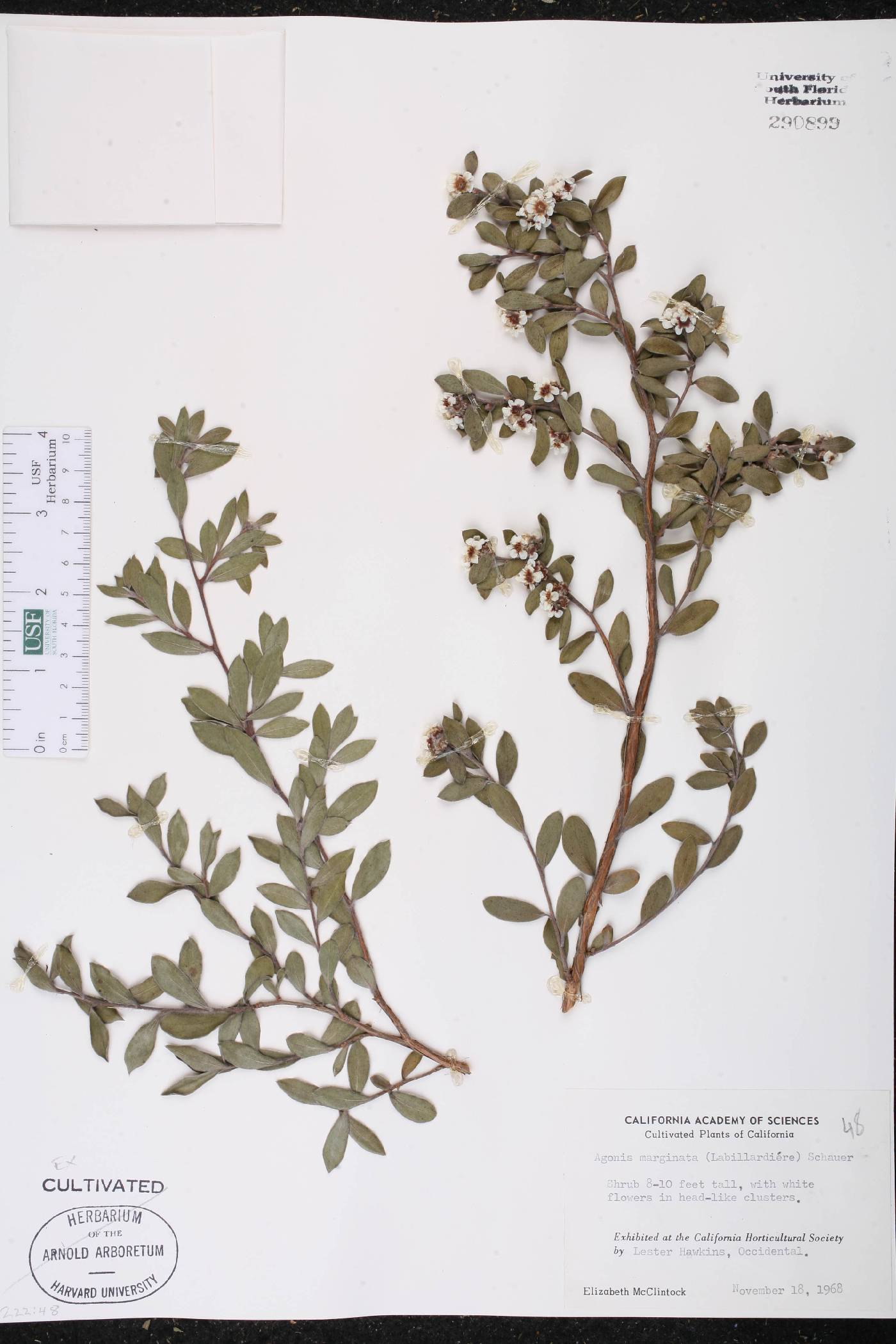 Taxandria image