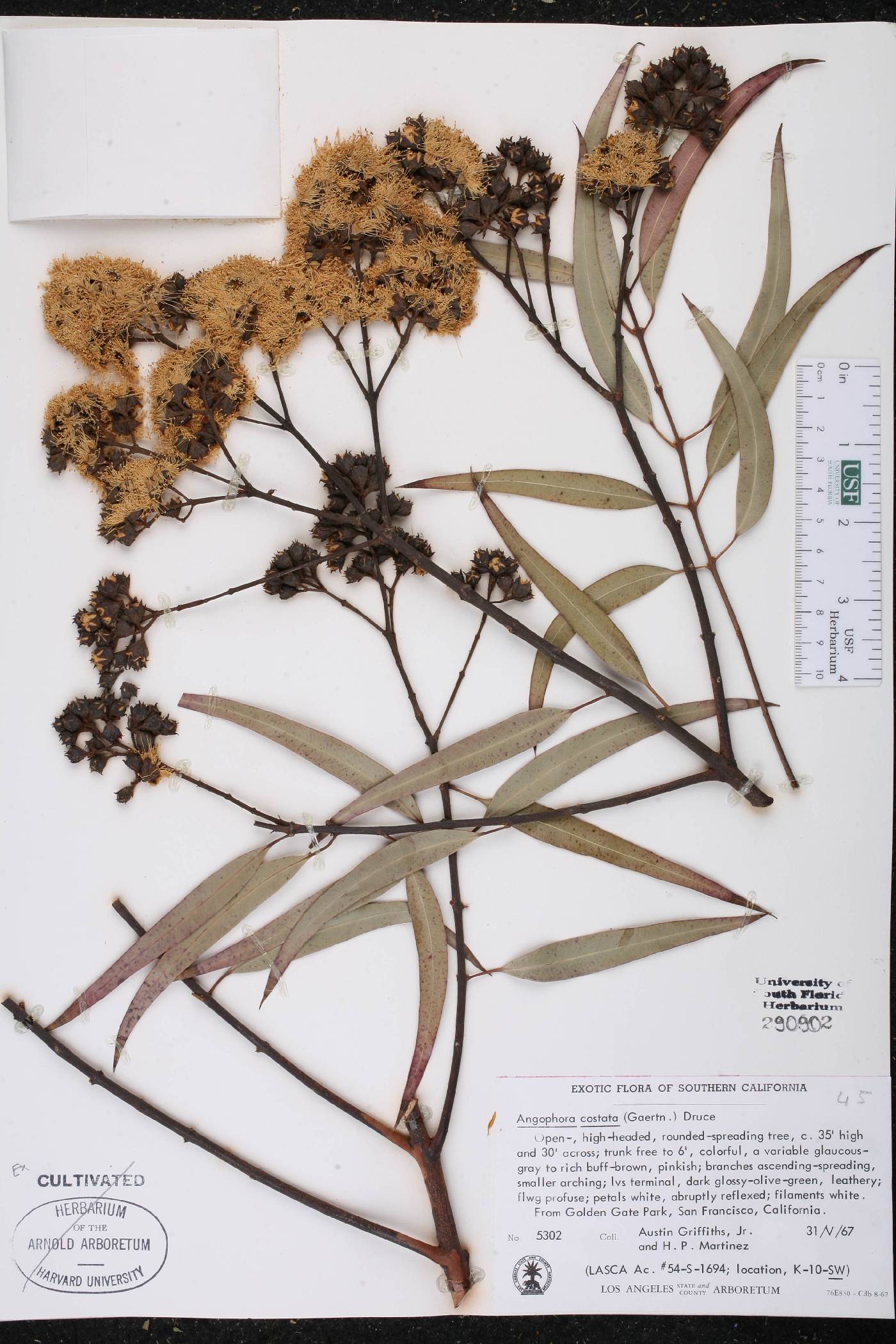 Angophora costata image