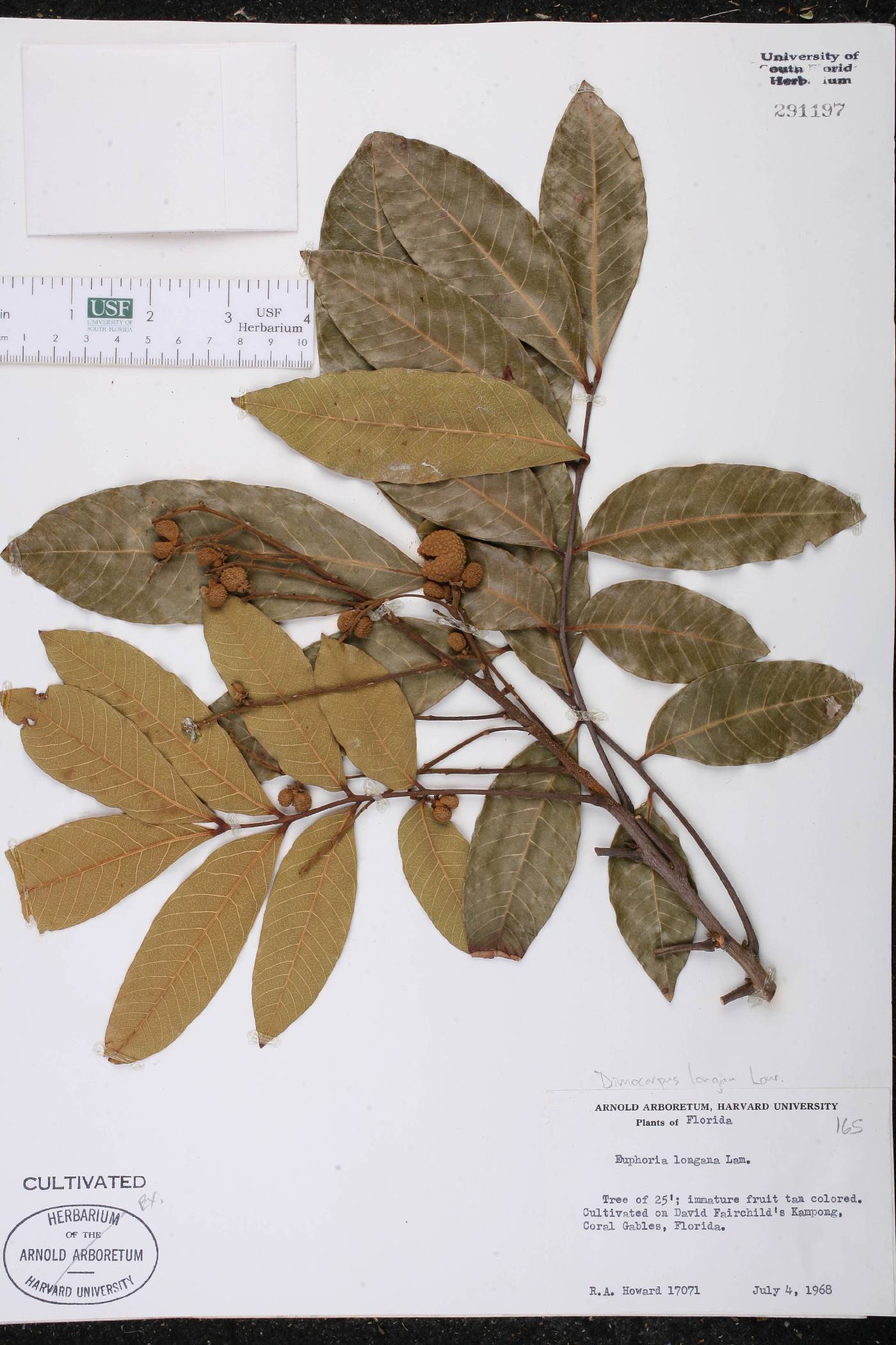 Dimocarpus longan image