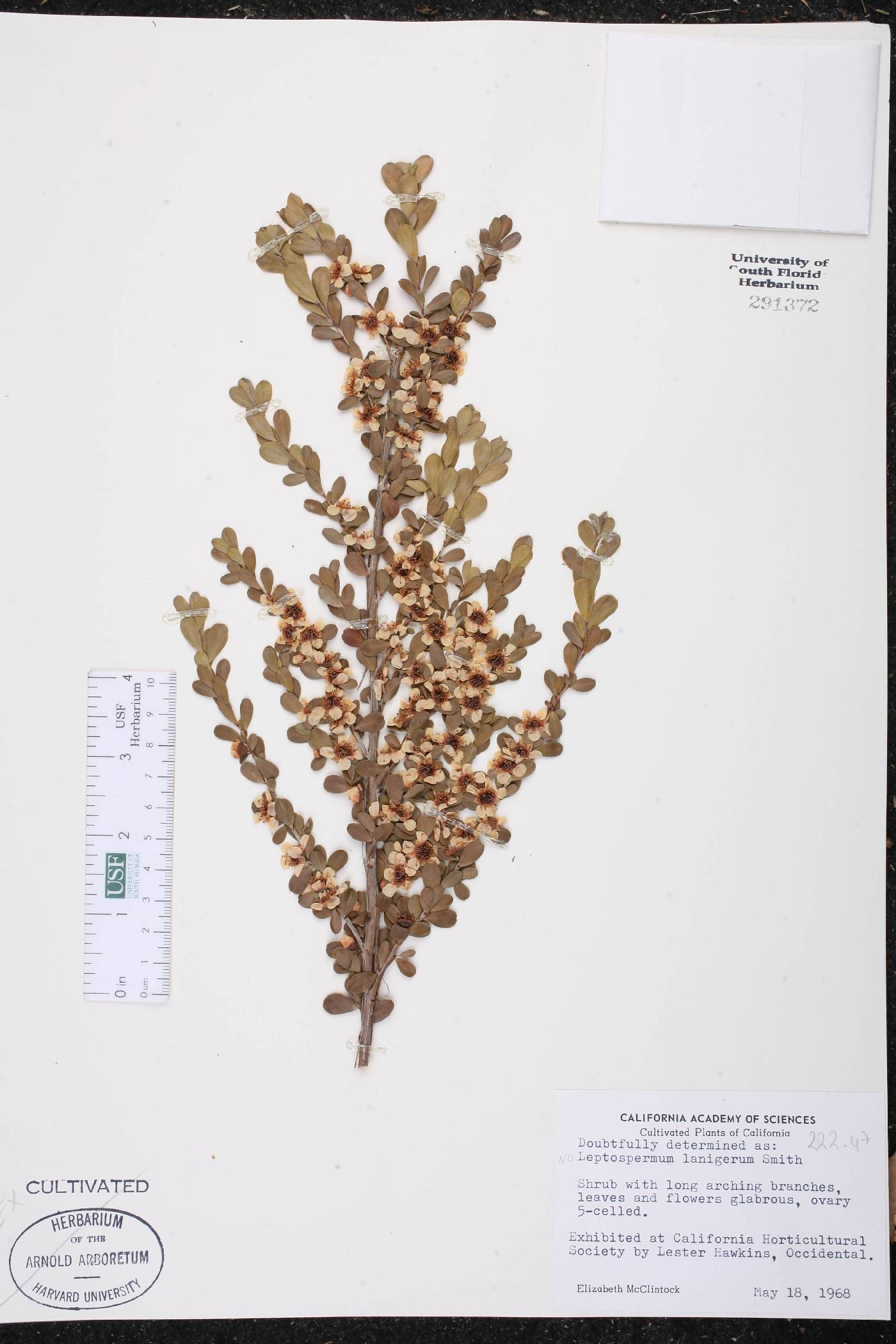 Leptospermum lanigerum image