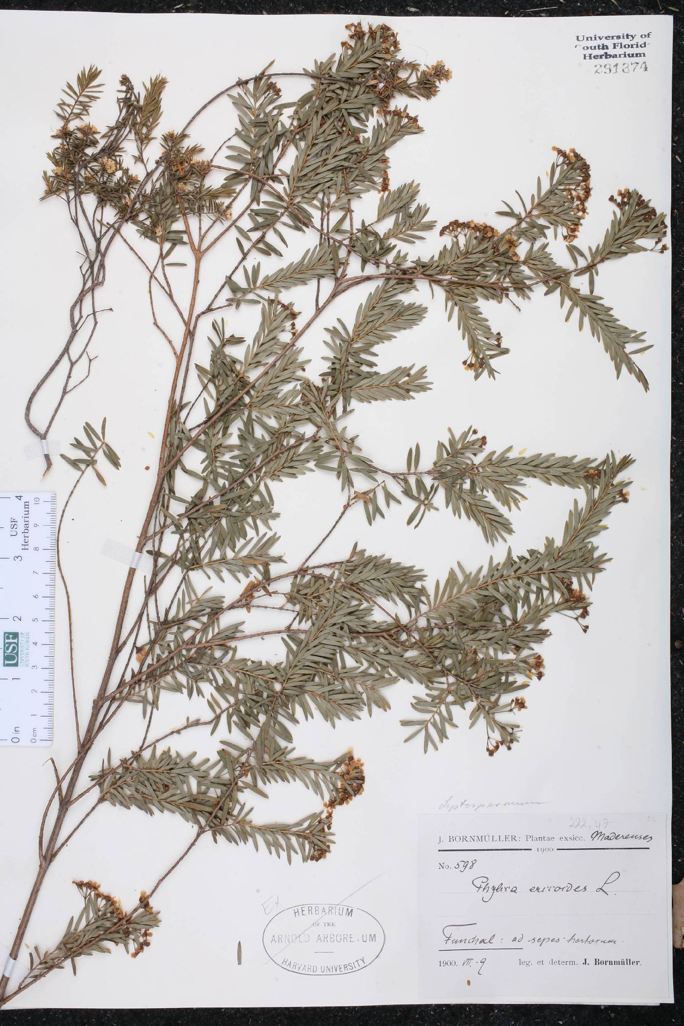 Leptospermum ericoides image