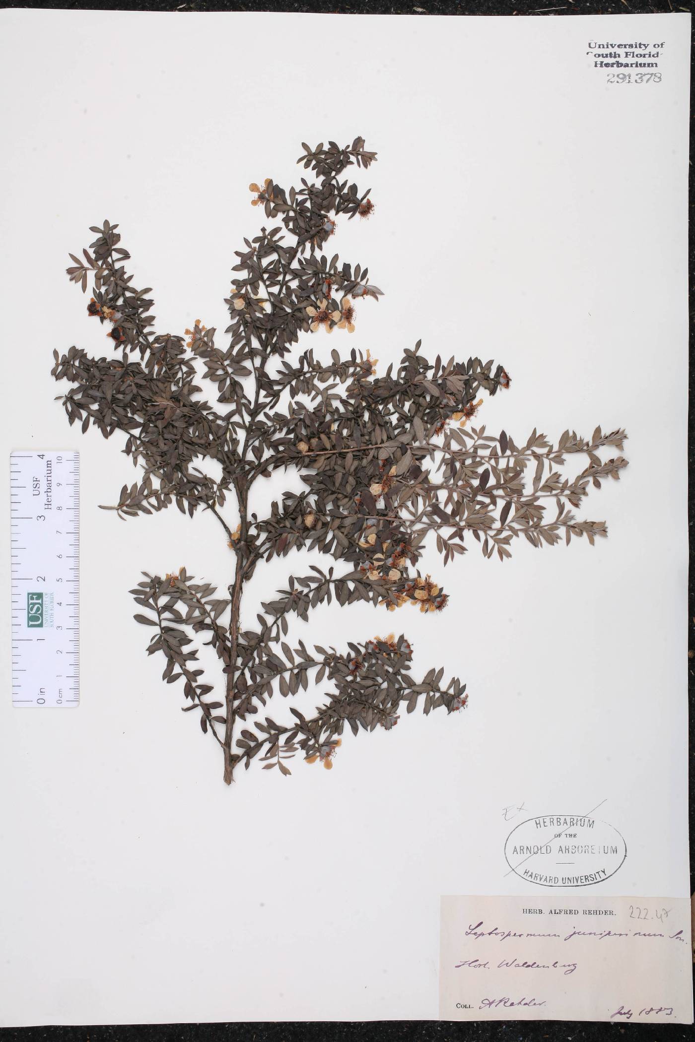 Leptospermum juniperinum image