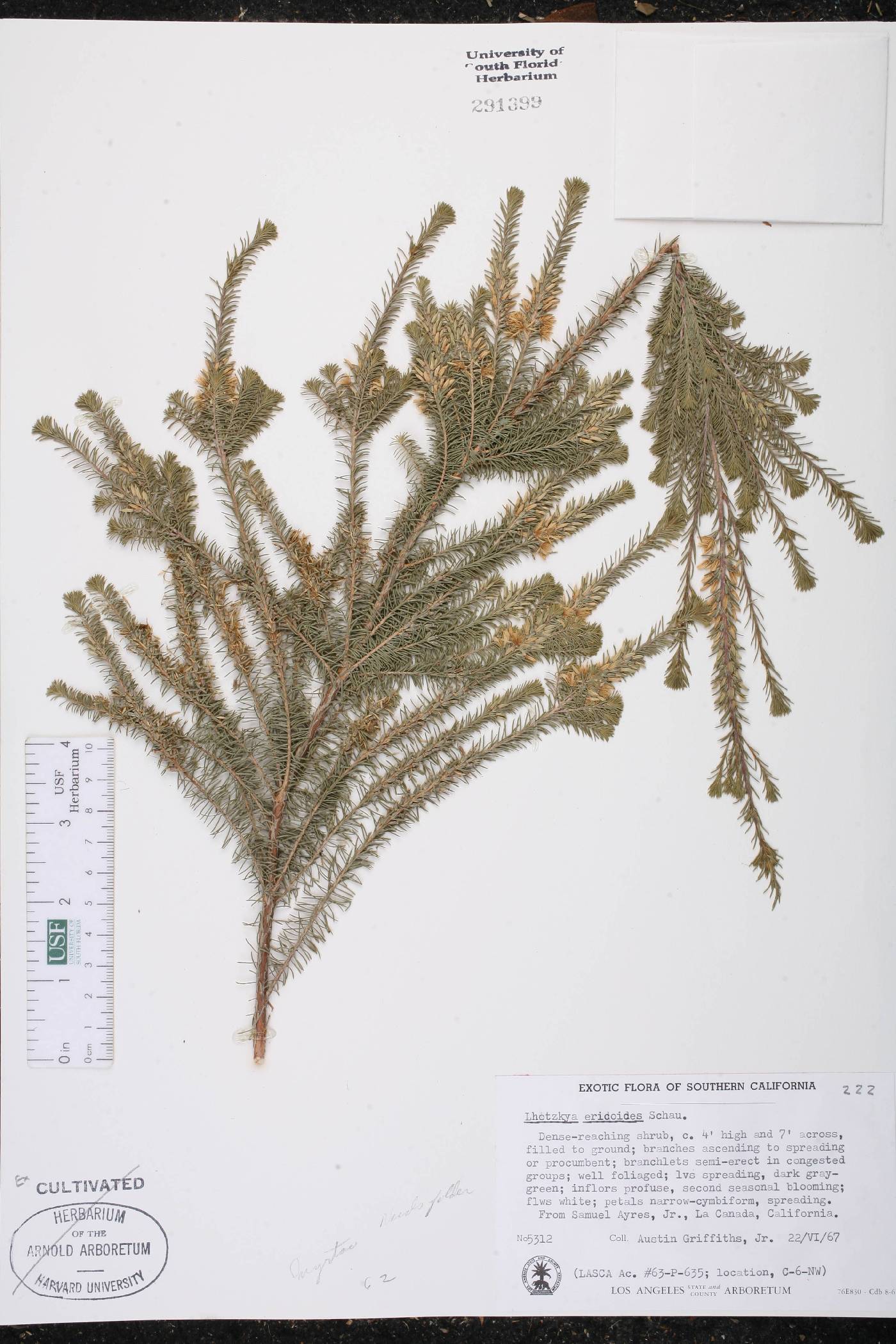 Calytrix acutifolia image