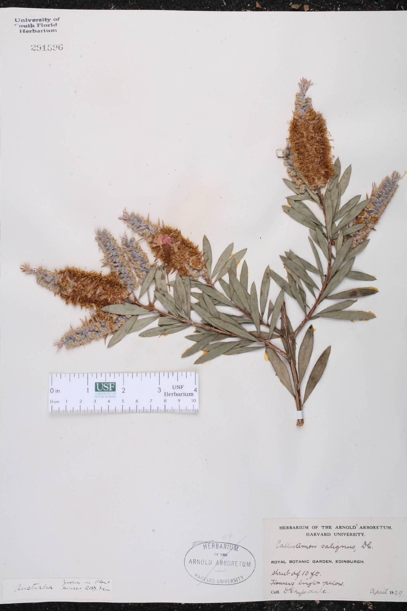 Callistemon salignus image