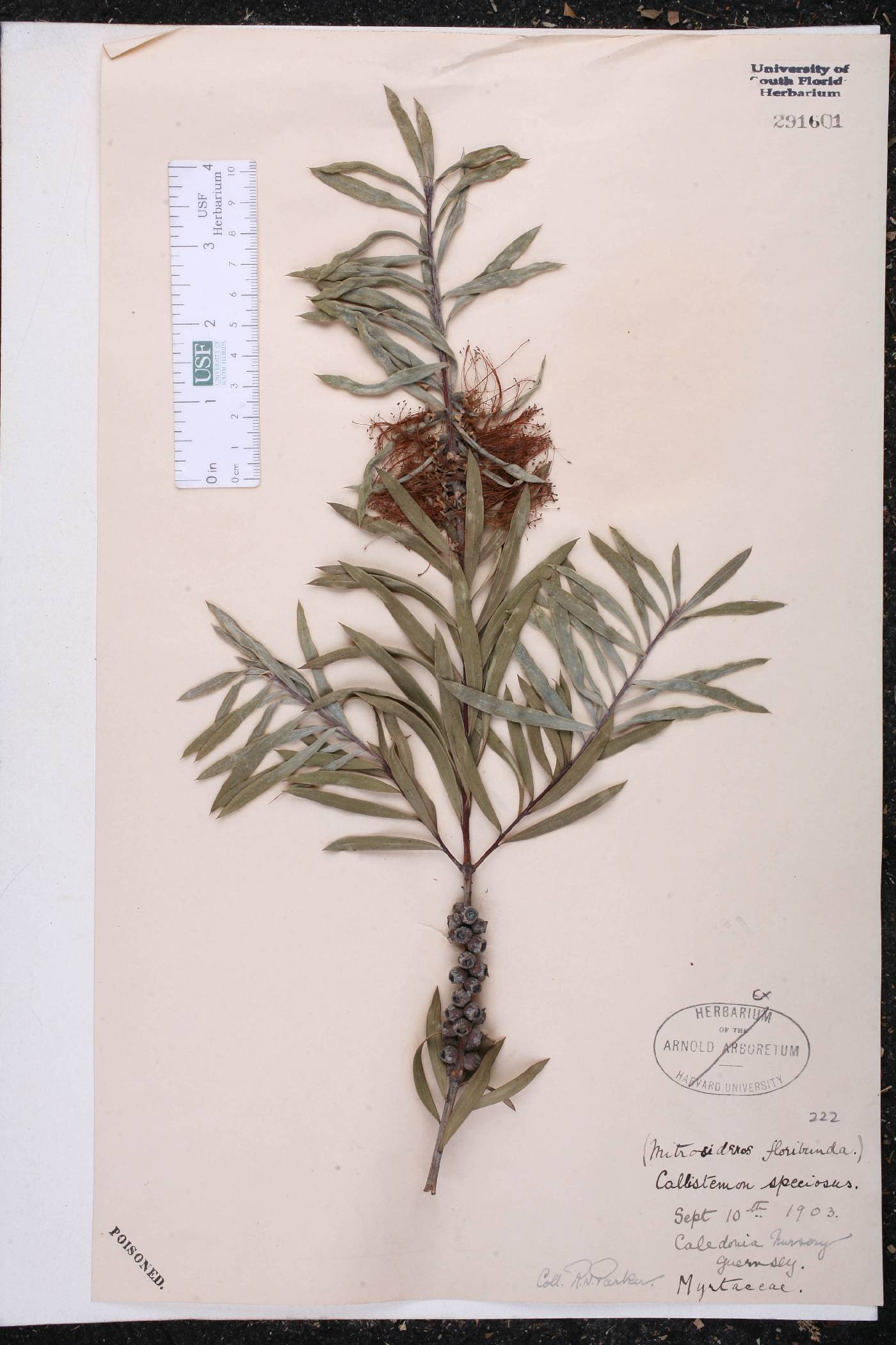 Callistemon speciosus image