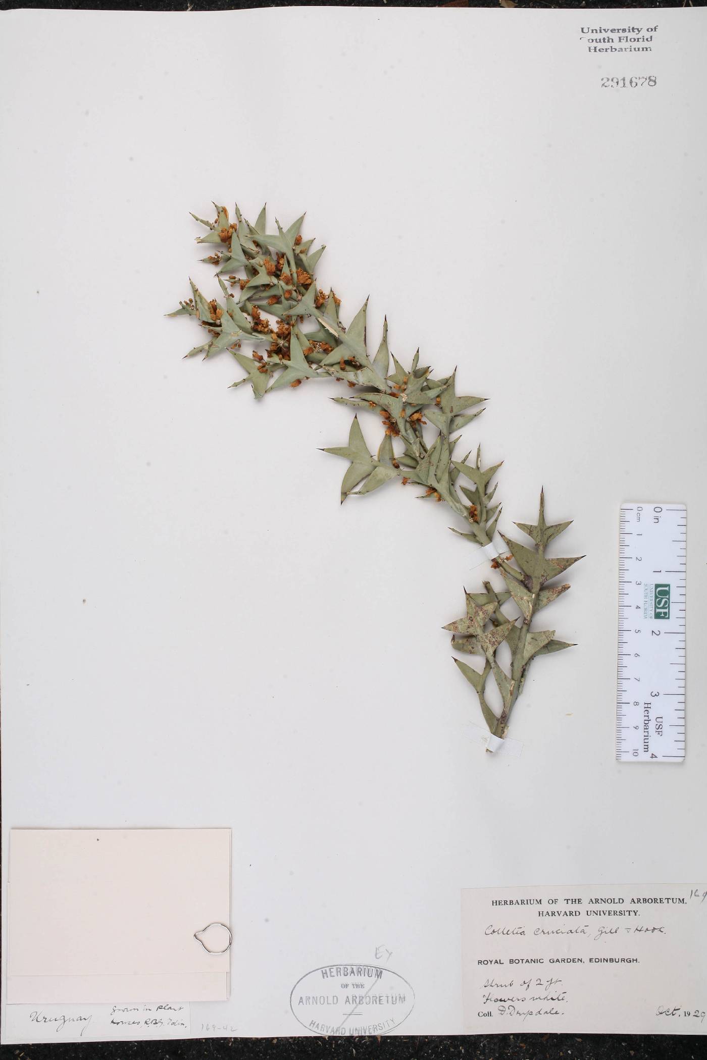Colletia cruciata image