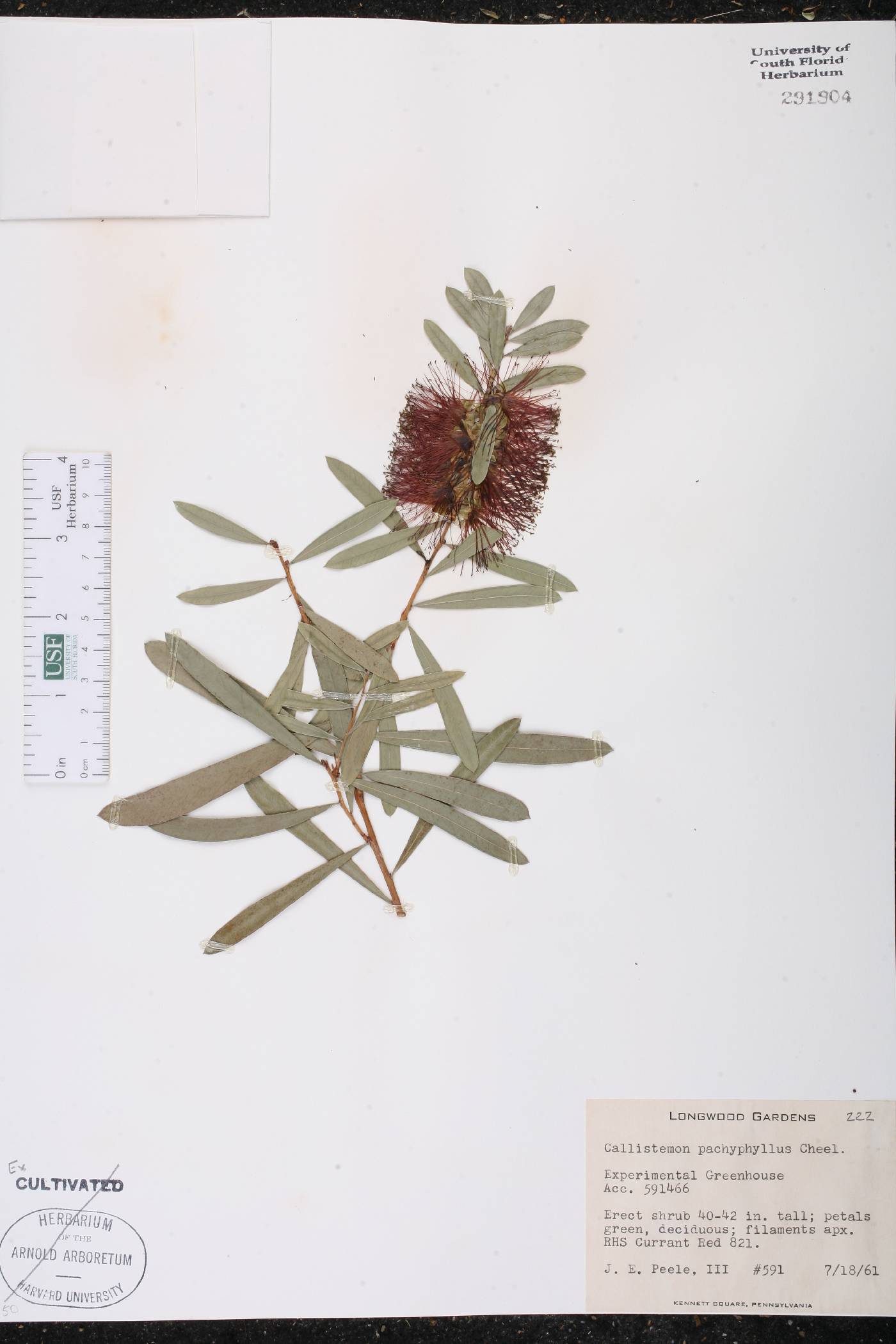 Callistemon pachyphyllus image