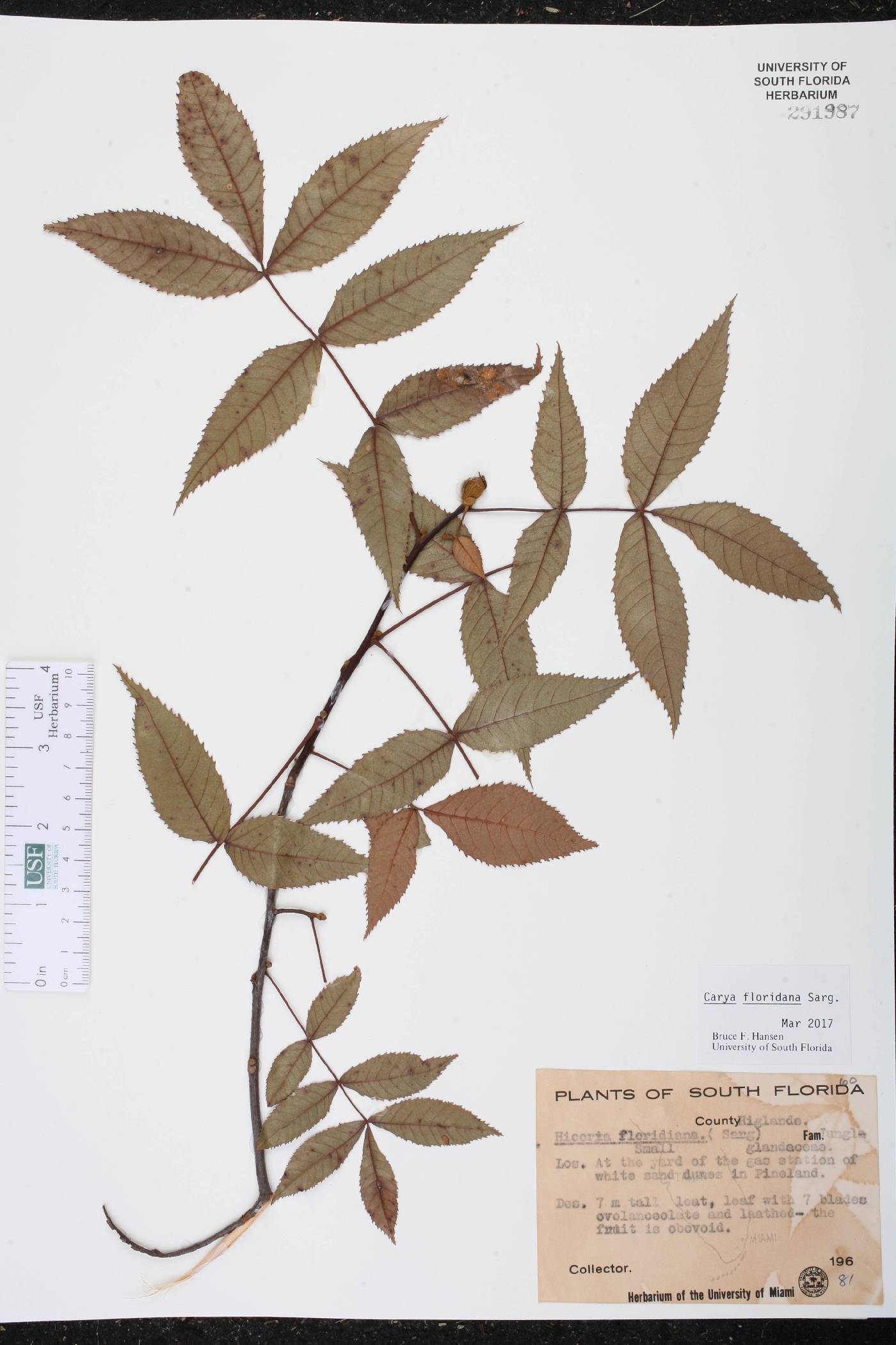 Carya floridana image