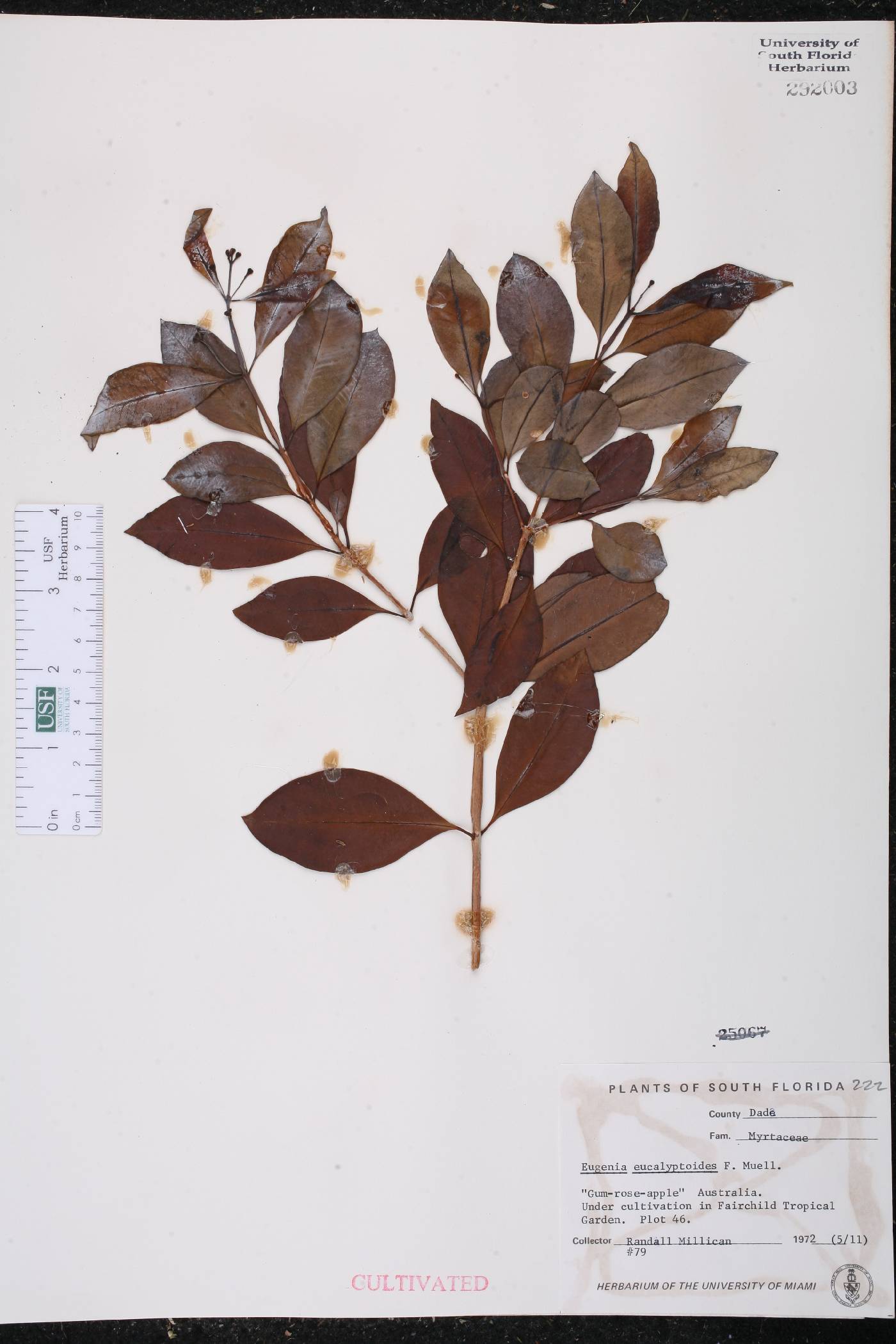 Eugenia eucalyptoides image
