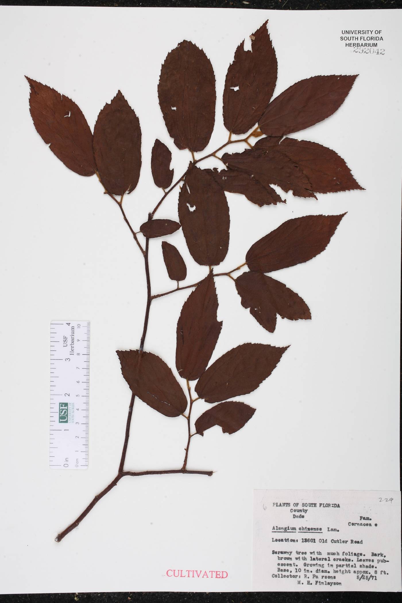 Alangium chinense image