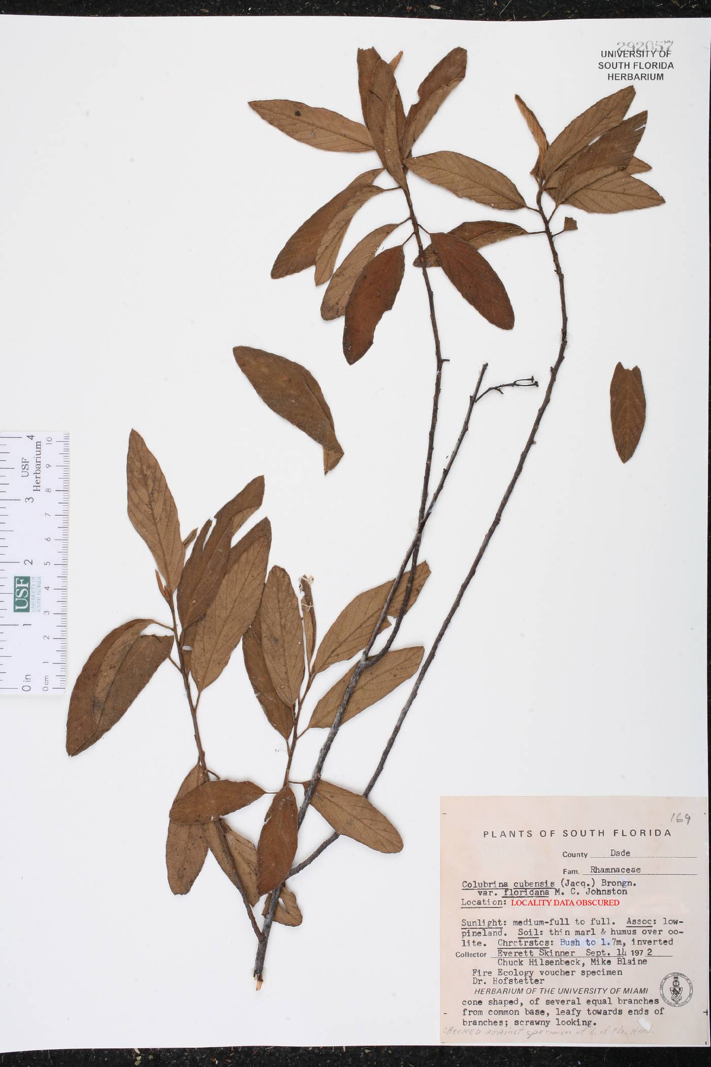 Colubrina cubensis image