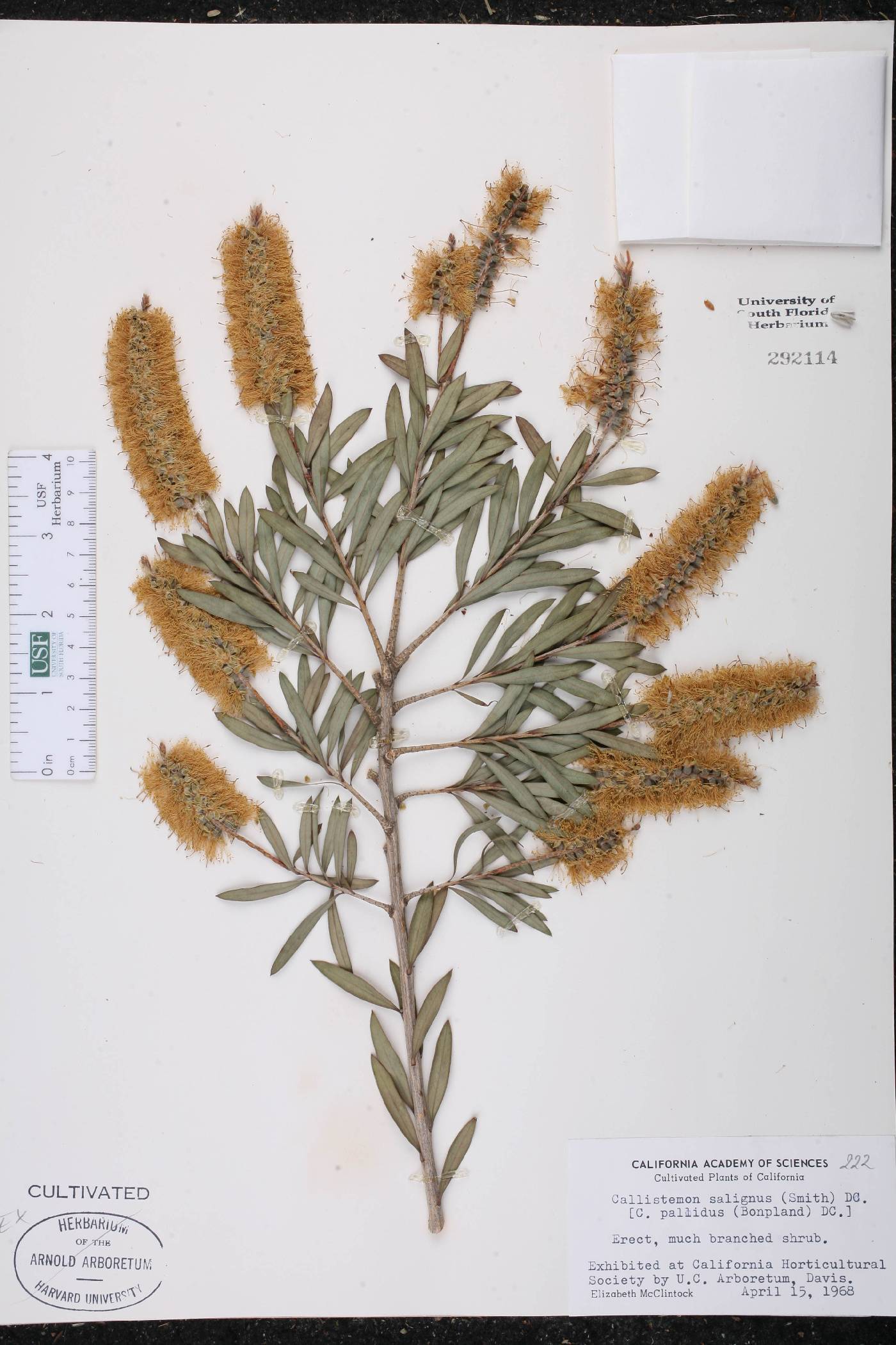 Callistemon salignus image