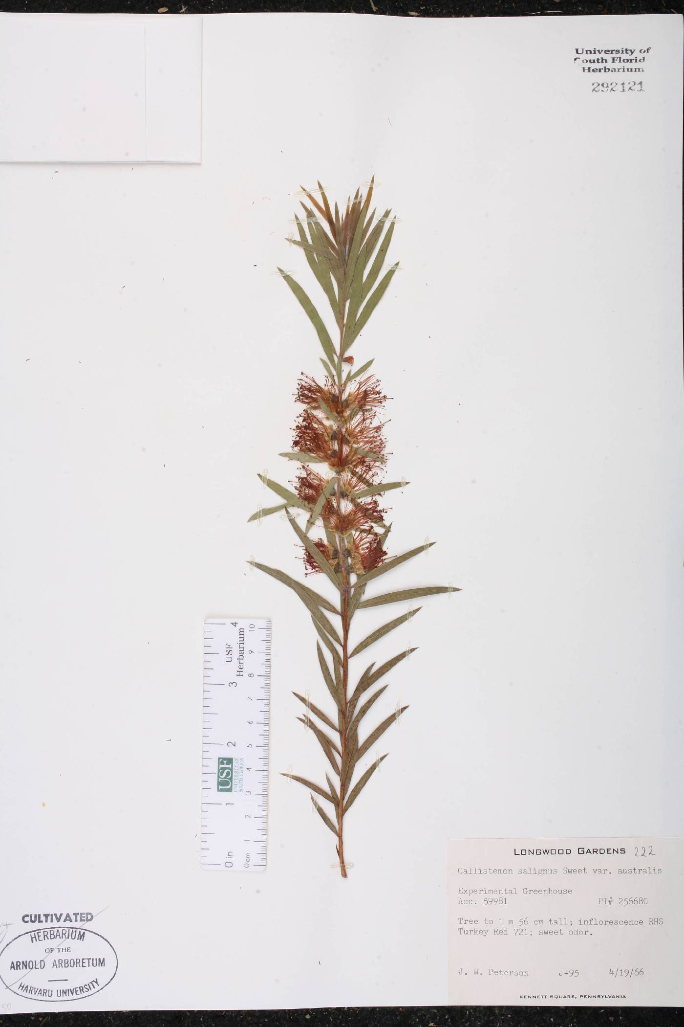 Callistemon salignus var. australis image