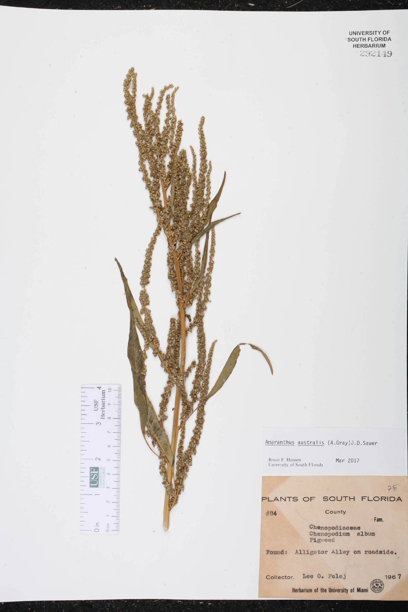 Amaranthus australis image