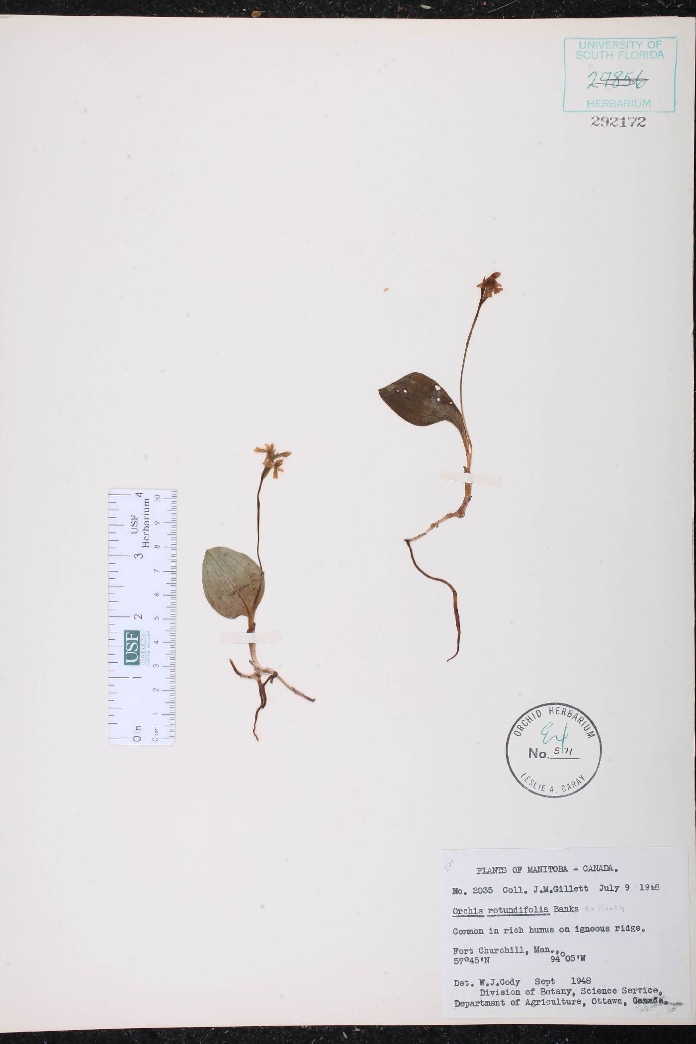 Orchis rotundifolia image