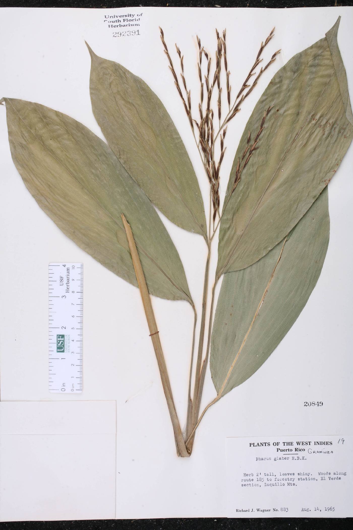 Pharus glaber image