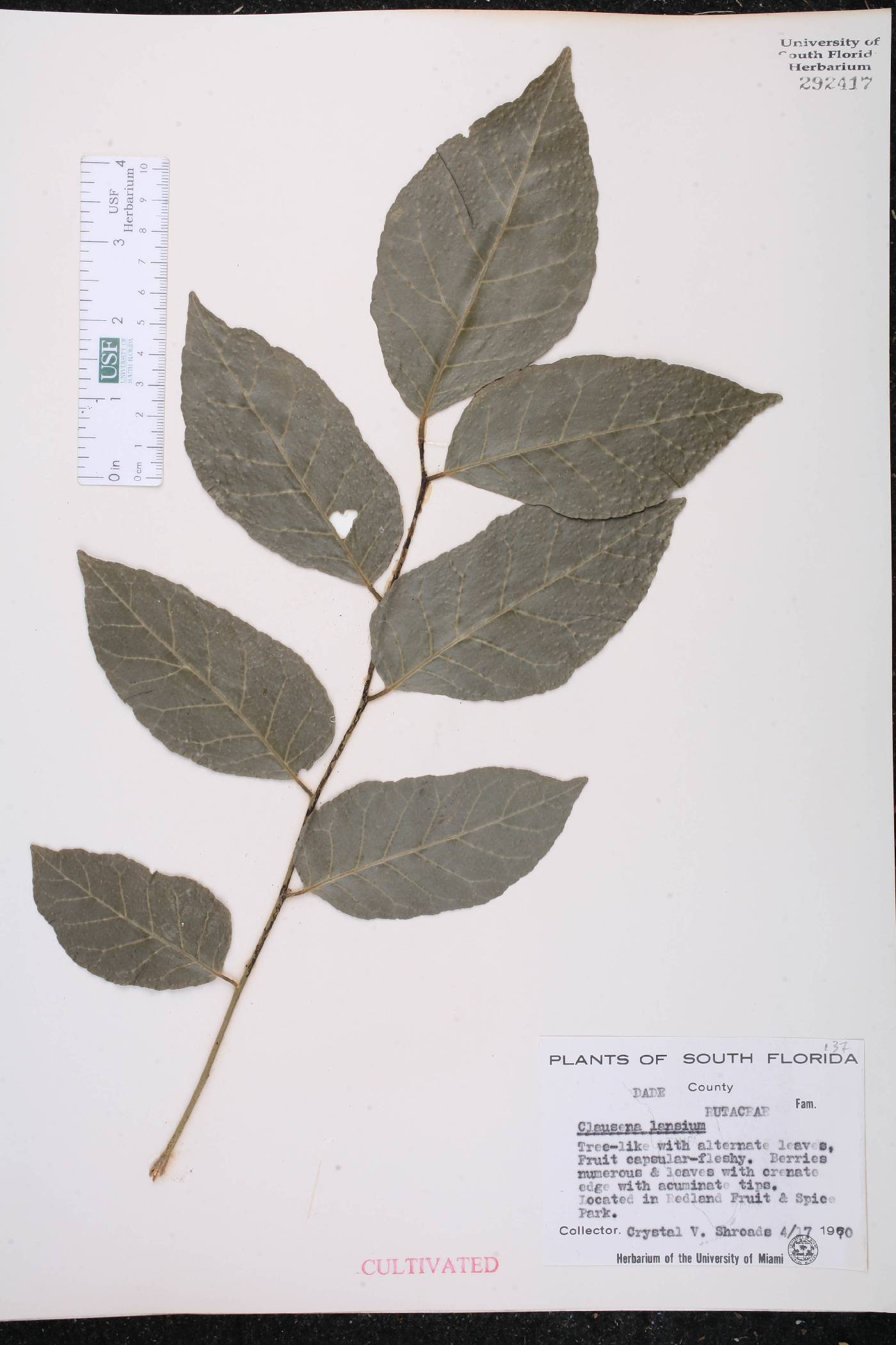 Clausena lansium image