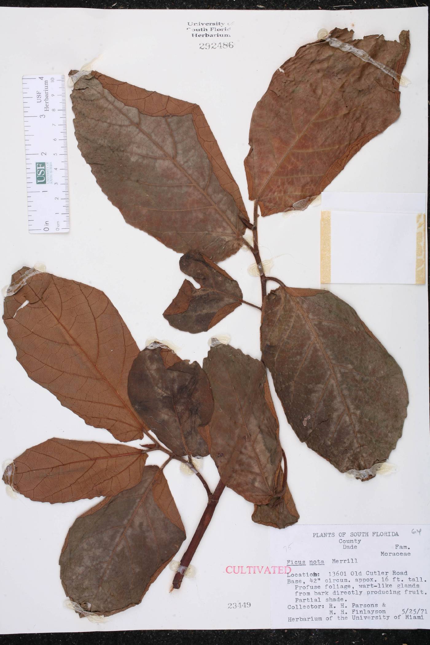 Ficus nota image