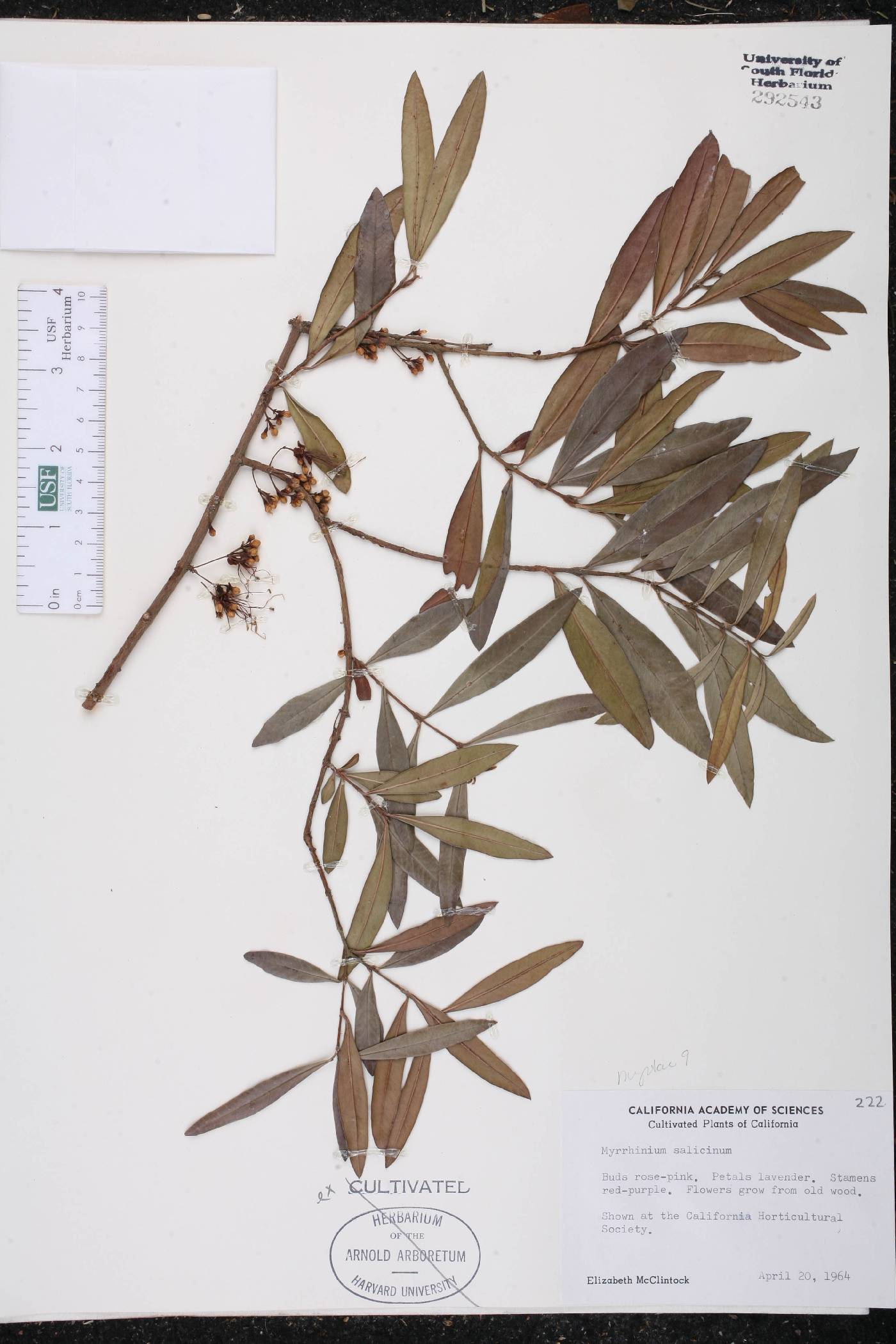 Myrrhinium salicinum image