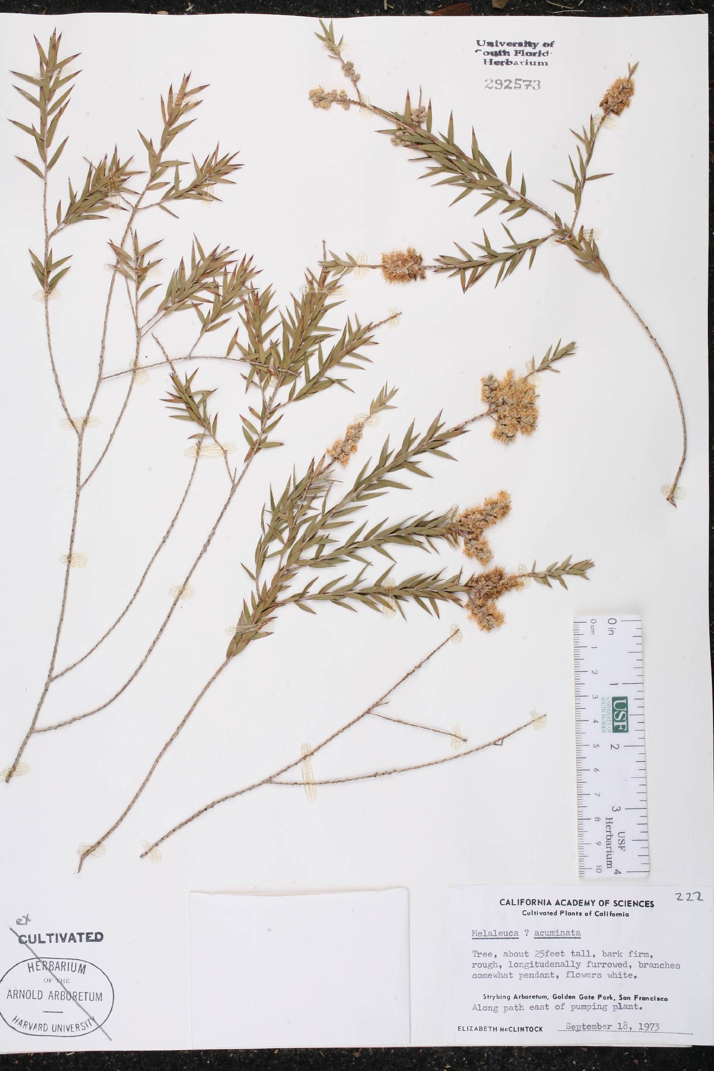 Melaleuca acuminata image