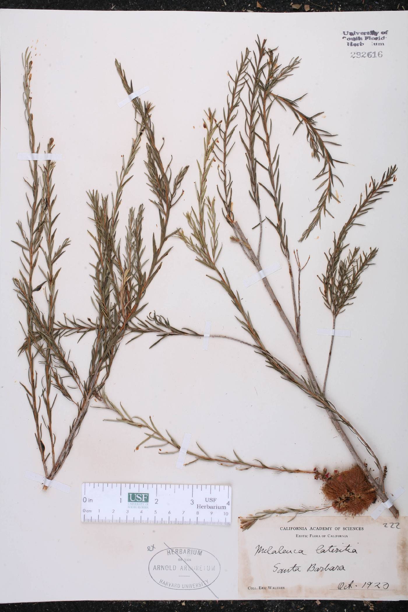 Melaleuca lateritia image