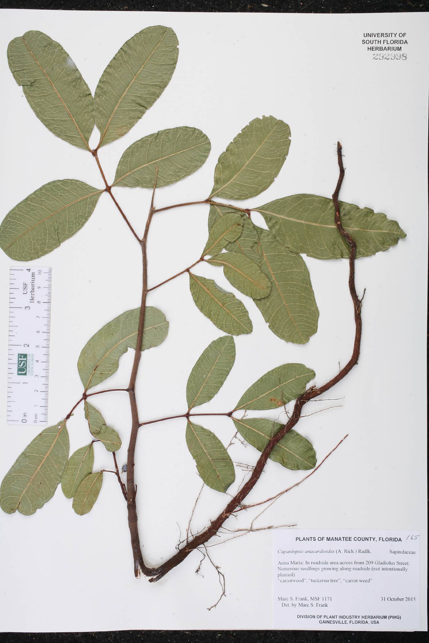 Cupaniopsis anacardioides image