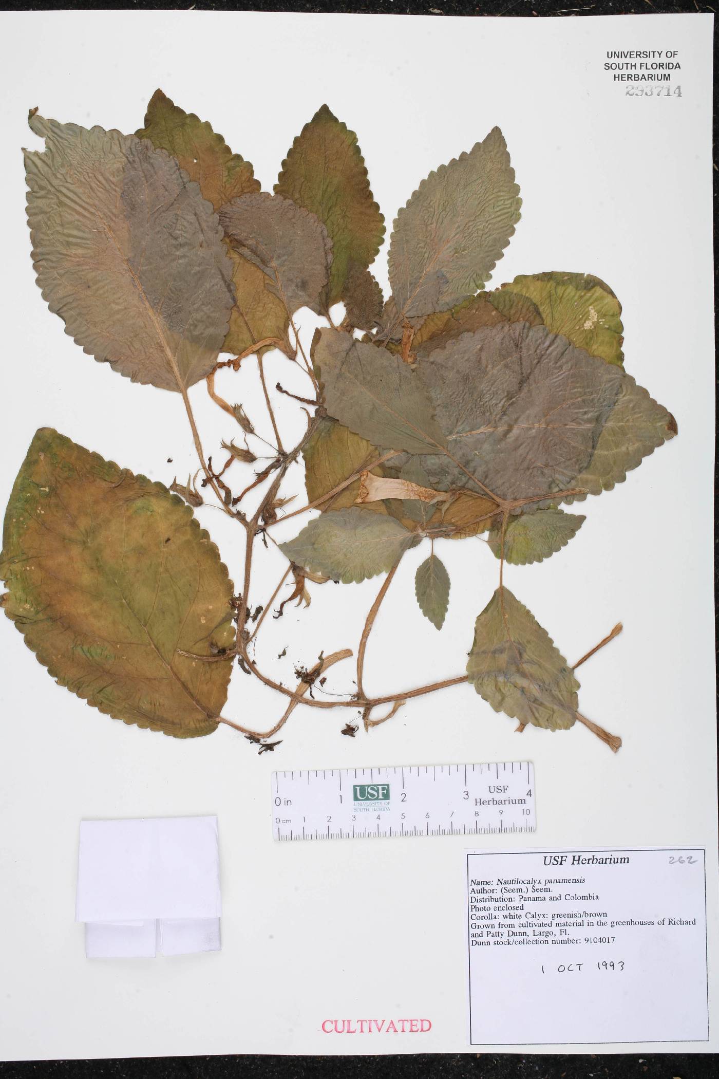 Nautilocalyx panamensis image