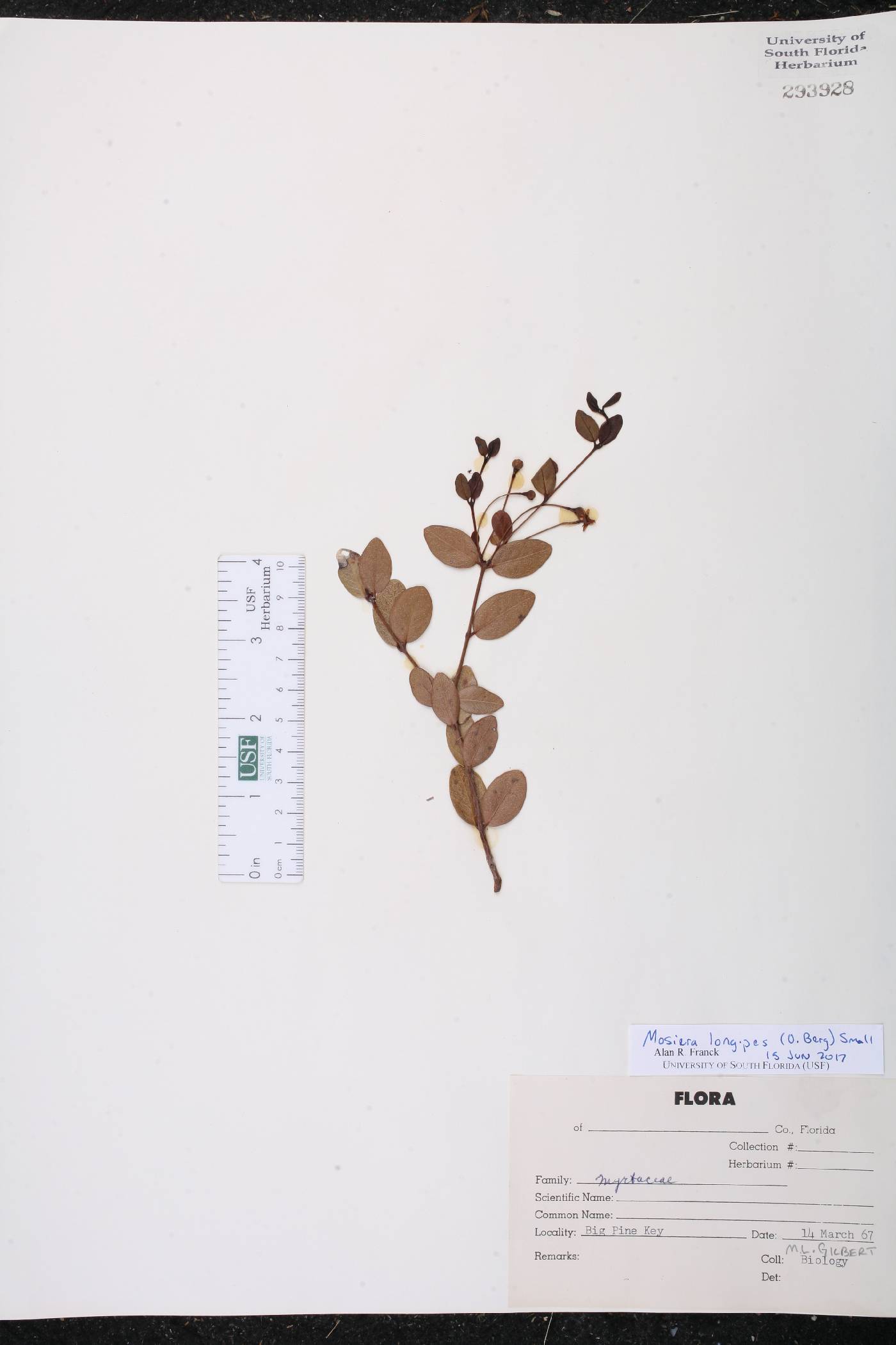 Mosiera longipes image