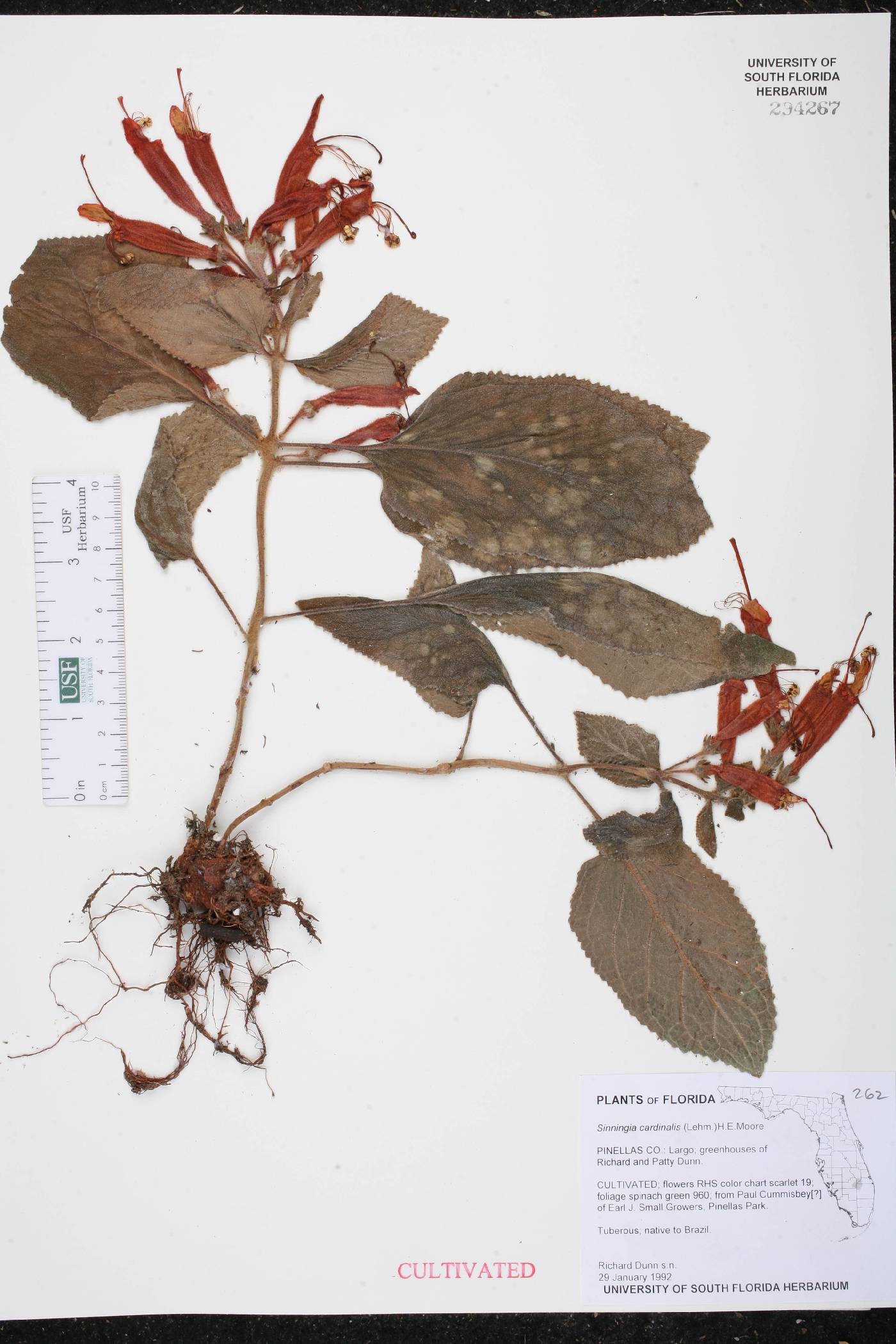Sinningia cardinalis image