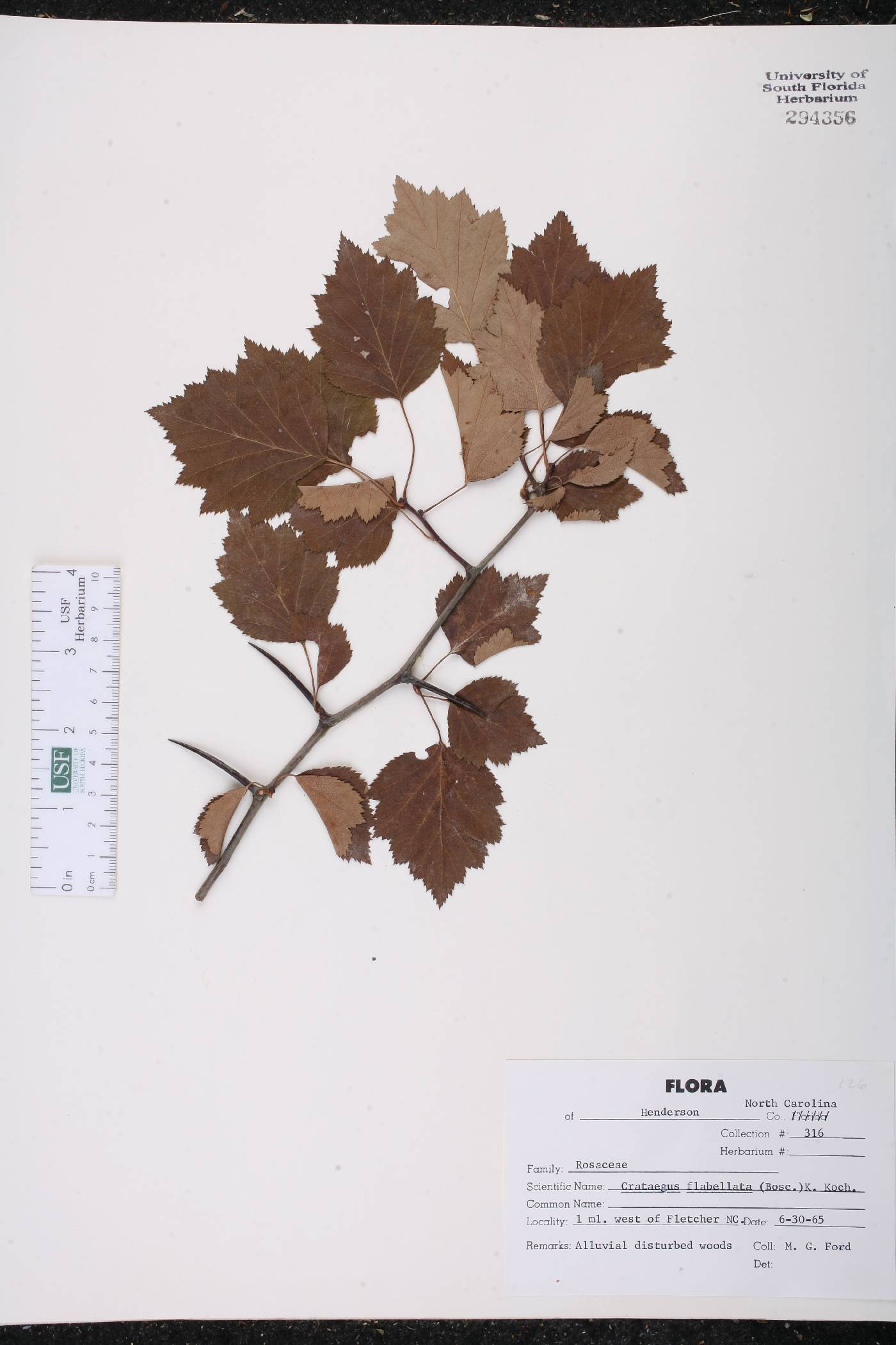Crataegus flabellata image