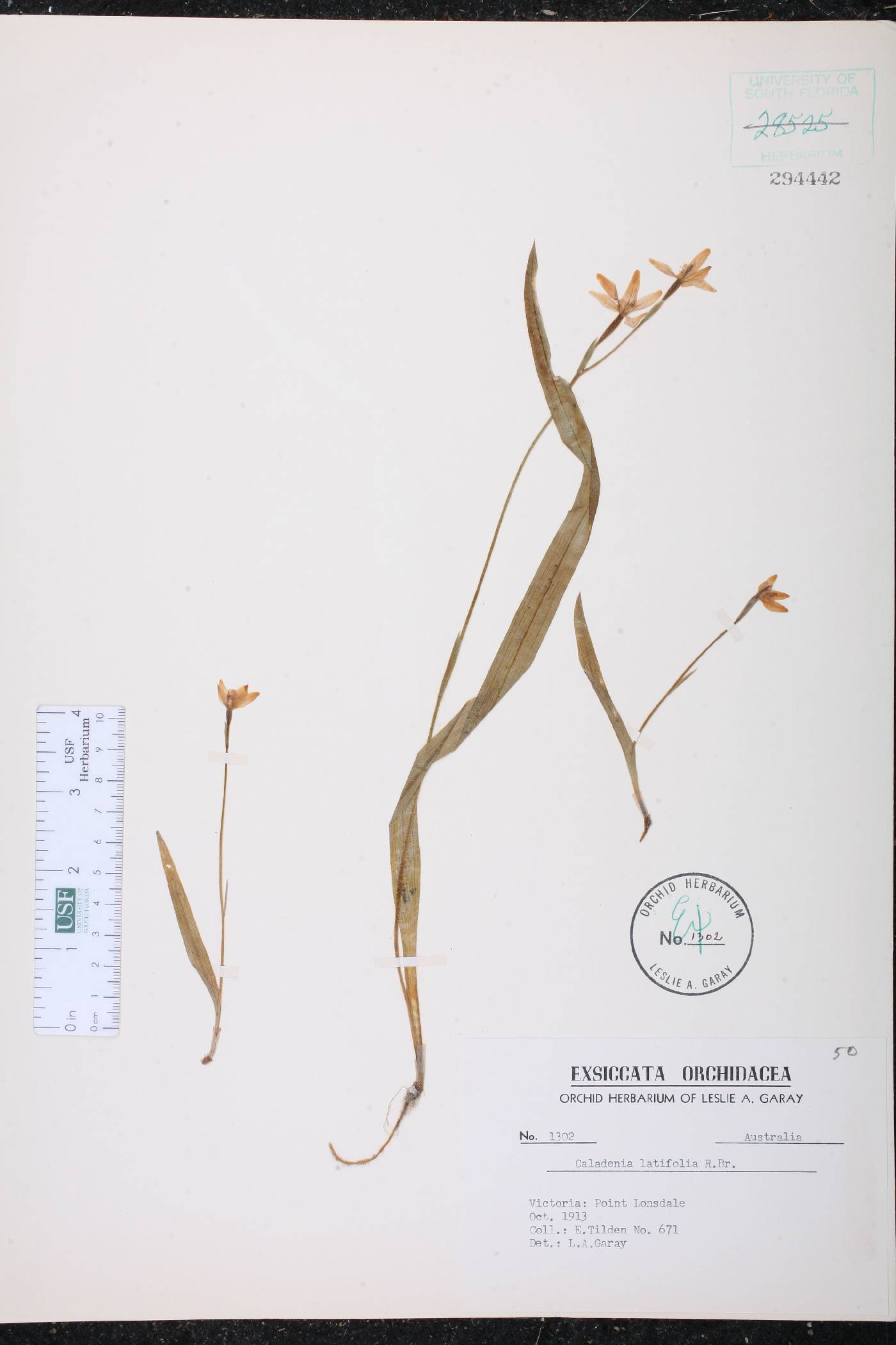 Caladenia latifolia image
