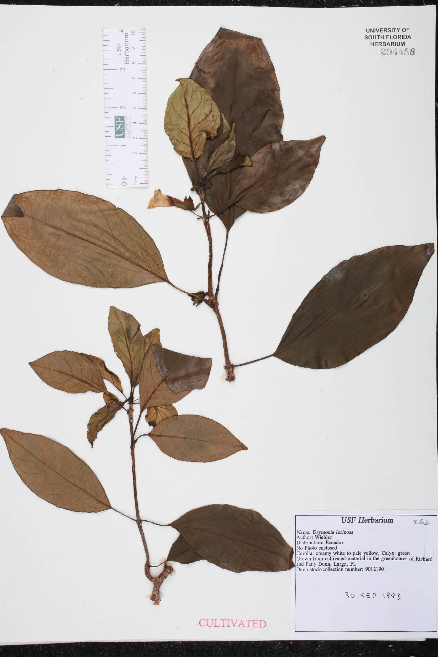 Drymonia laciniosa image