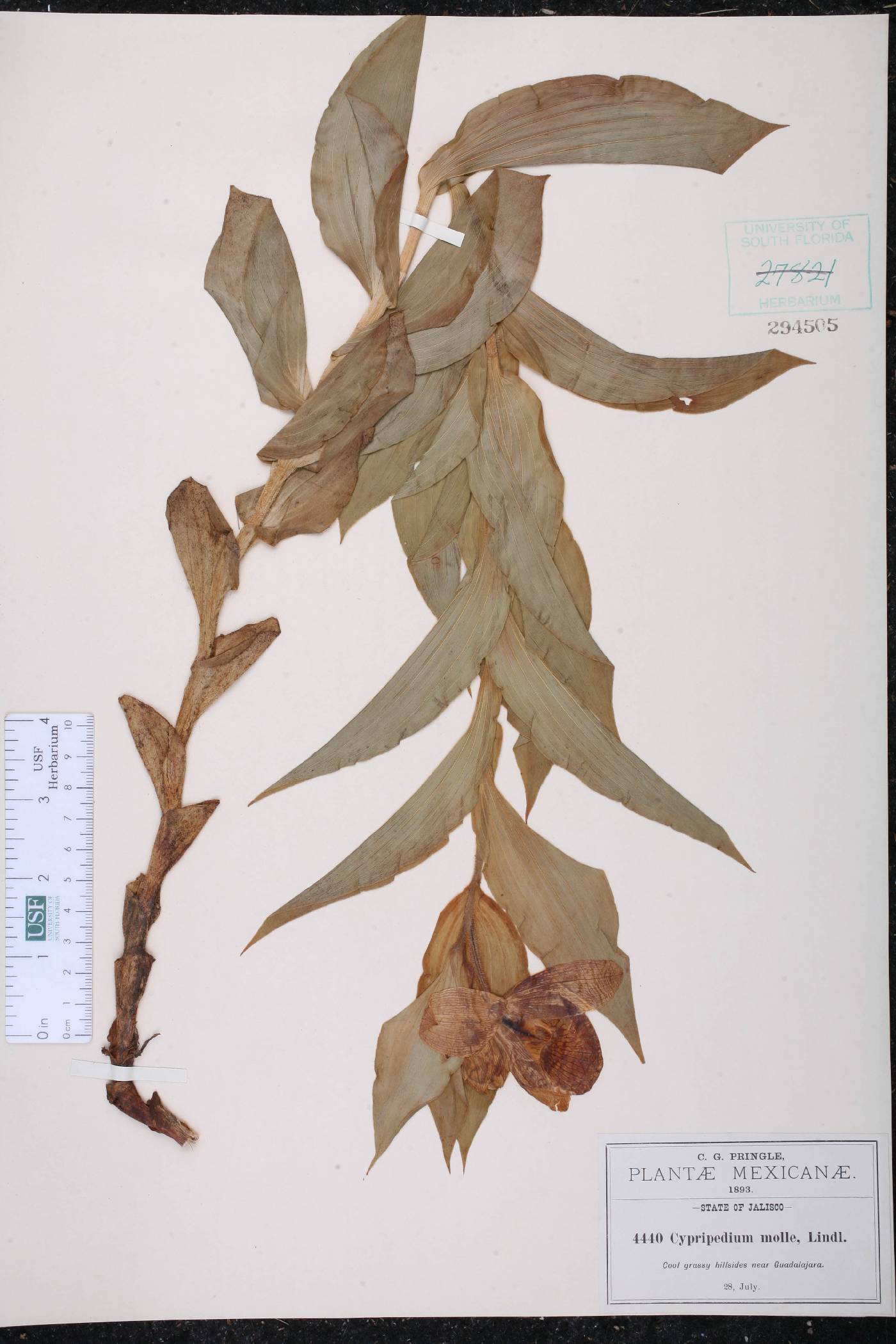 Cypripedium molle image