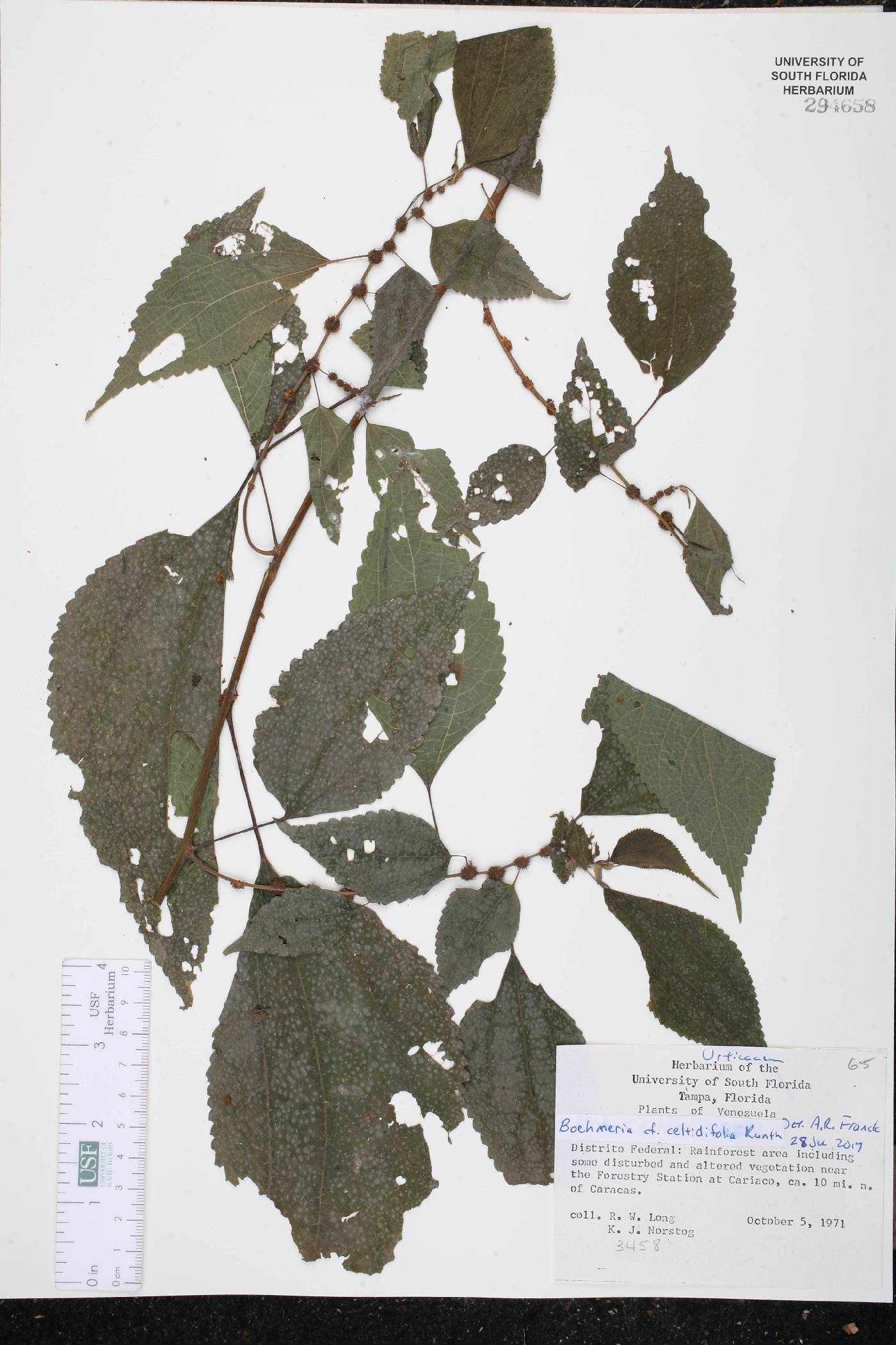 Boehmeria celtidifolia image