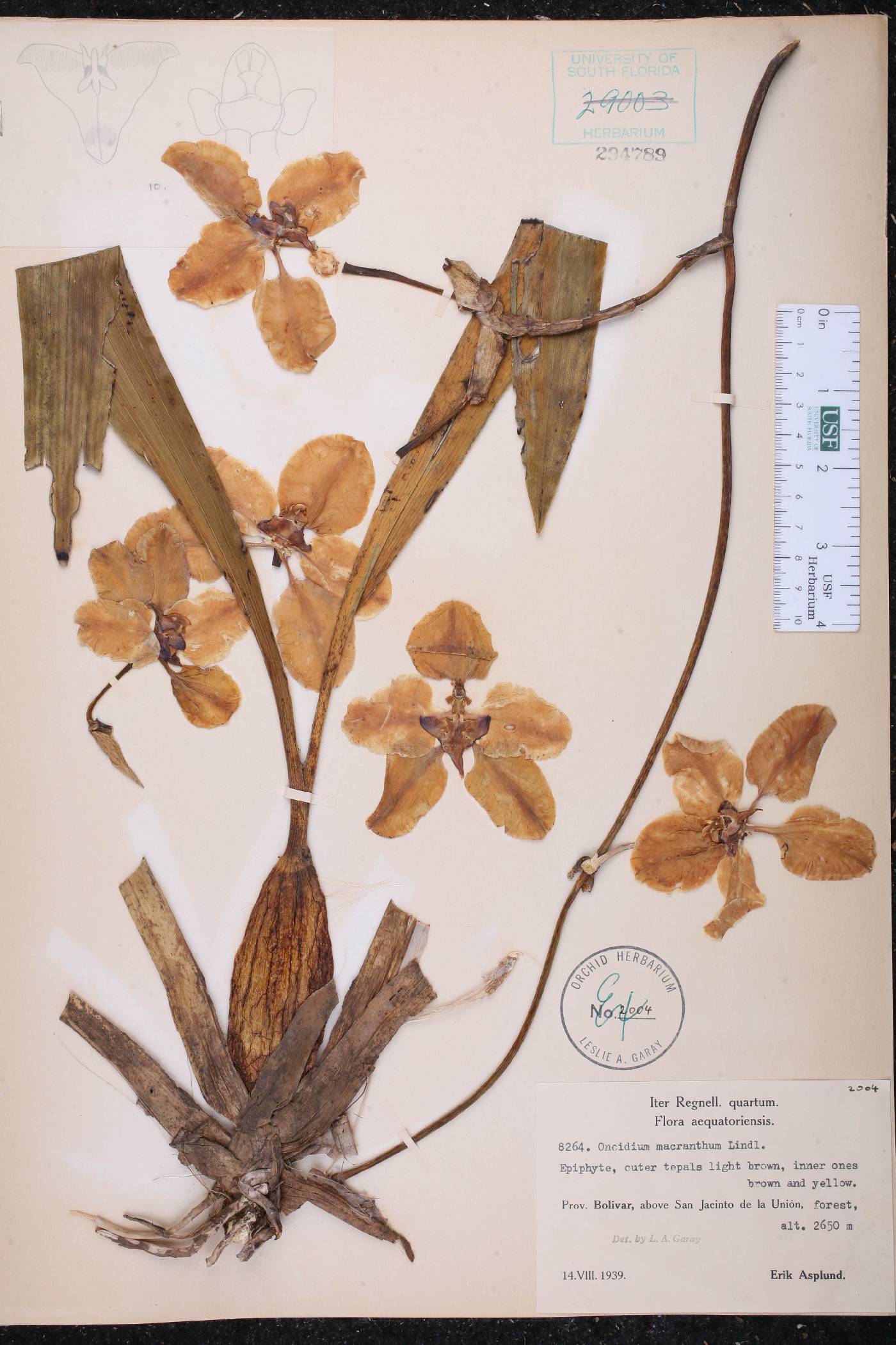 Cyrtochilum macranthum image