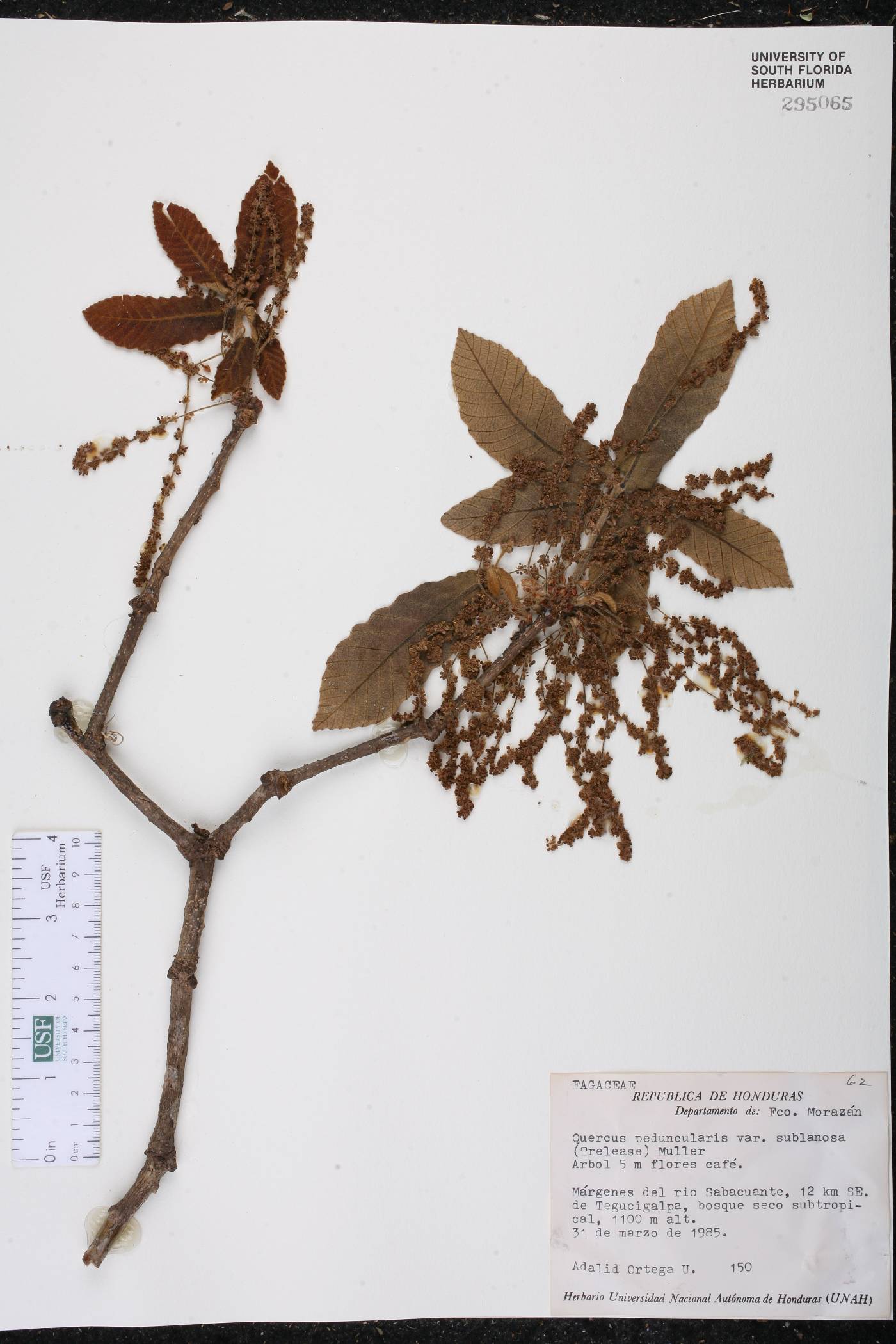 Quercus segoviensis image