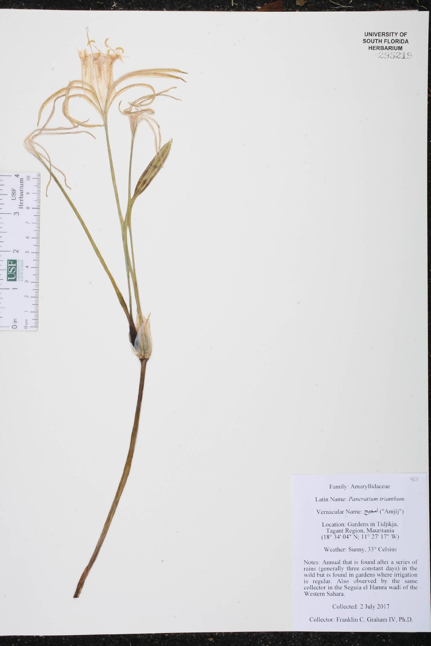 Pancratium trianthum image