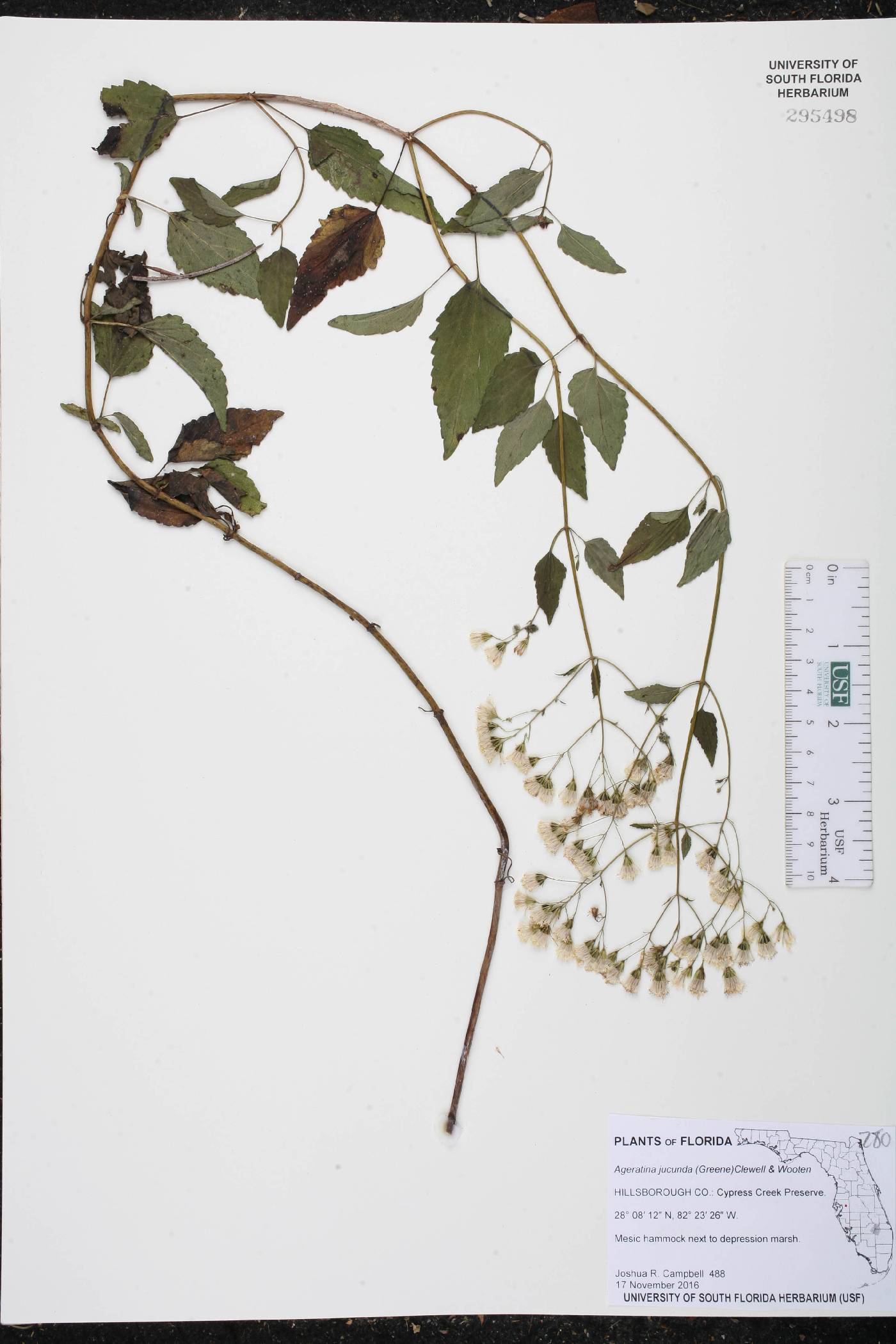 Ageratina jucunda image
