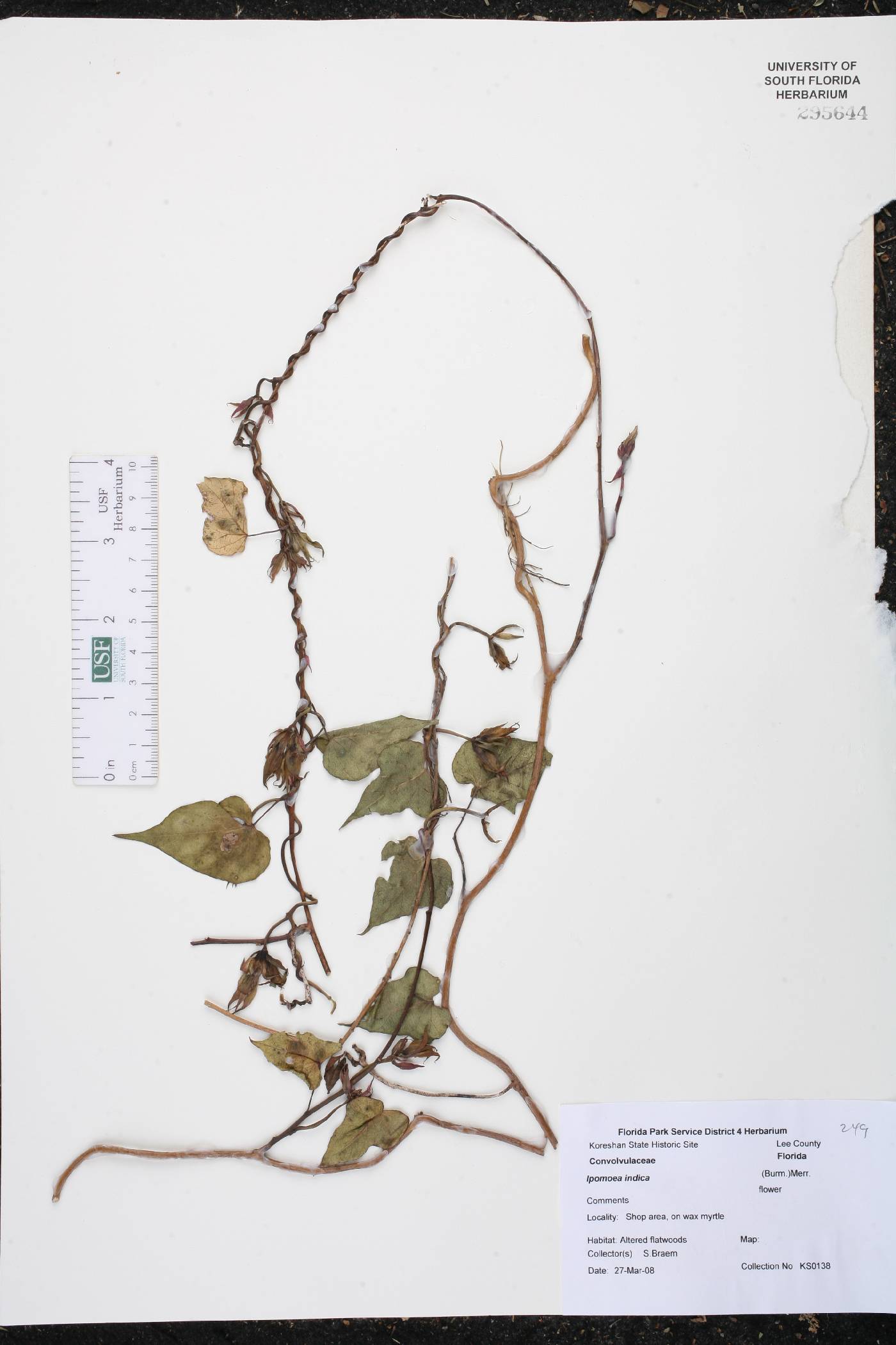 Ipomoea indica image