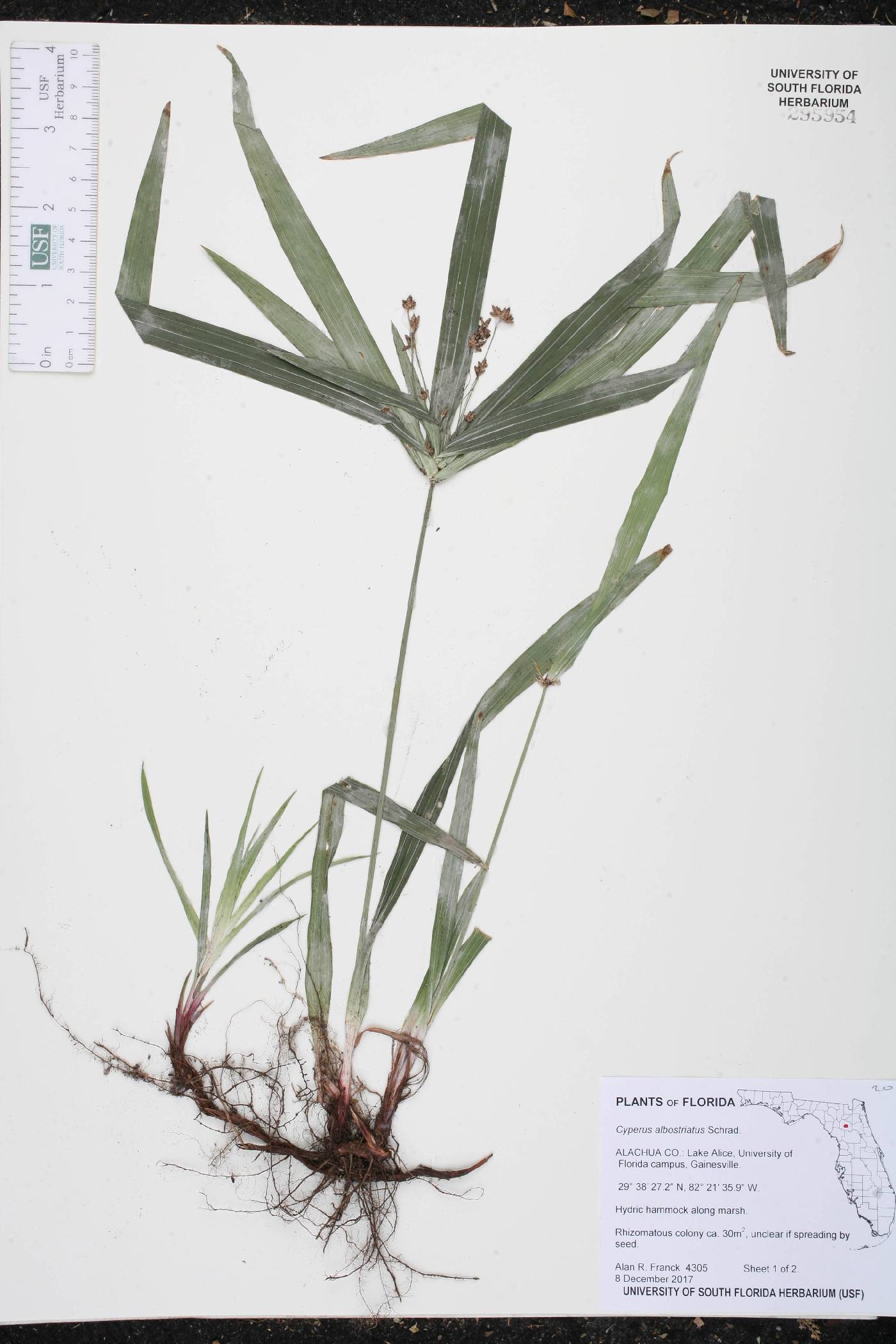 Cyperus albostriatus image